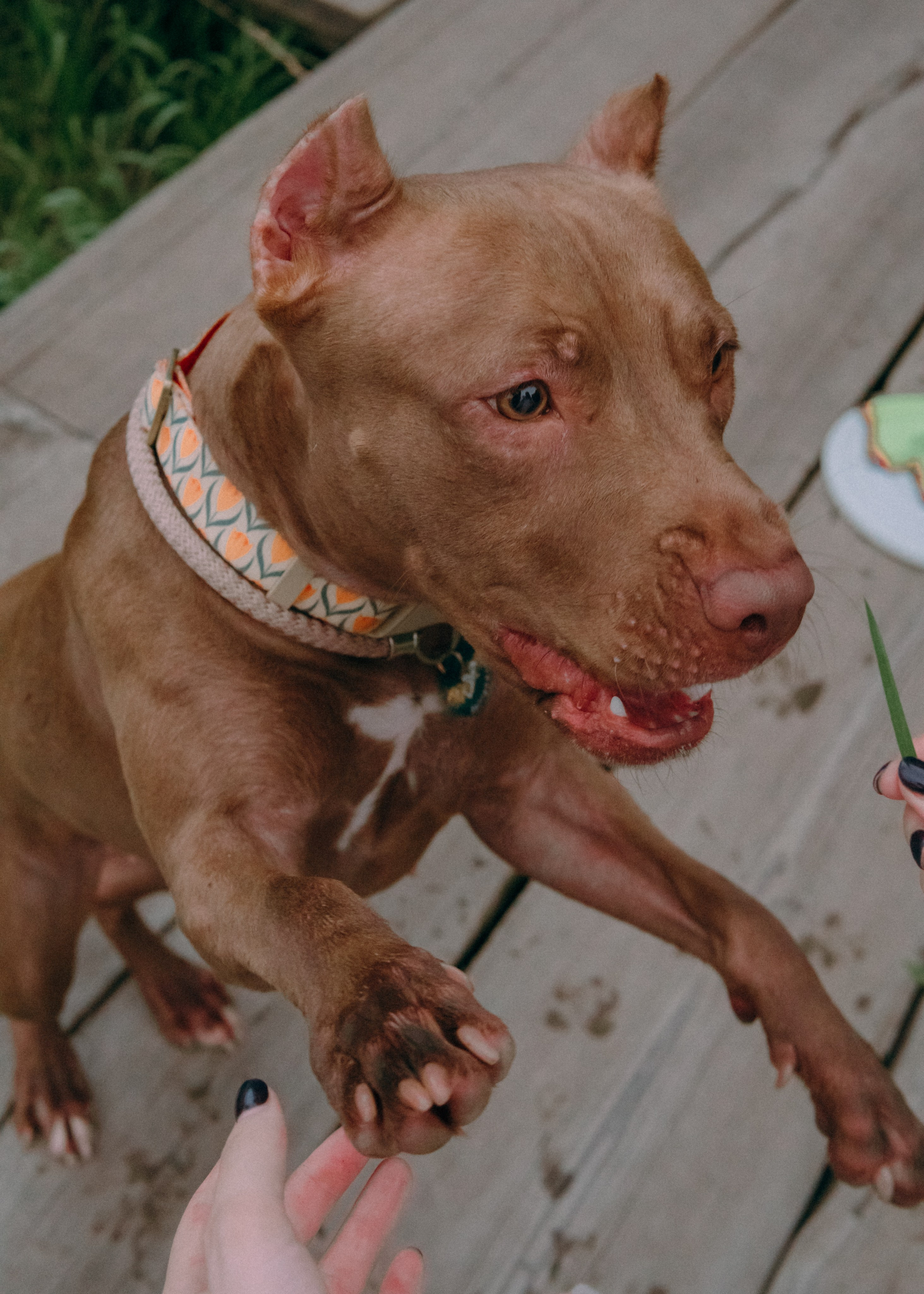 Виолетта, Лила и Питер. Фотограф-анималист Ксения Воробьева, Москва