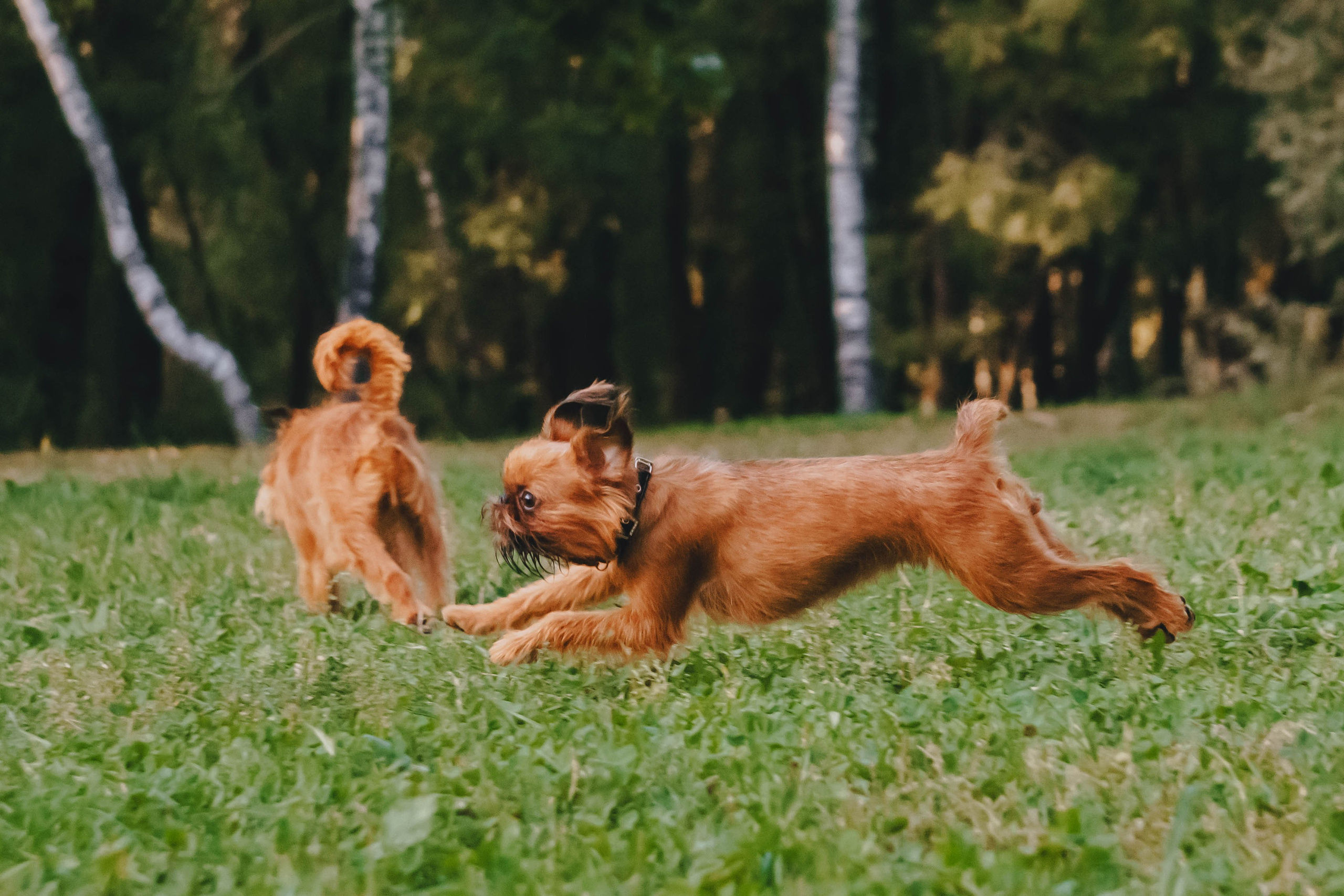 Мини-туса гриффоны и брабансоны. Фотограф-анималист Ксения Воробьева, Москва