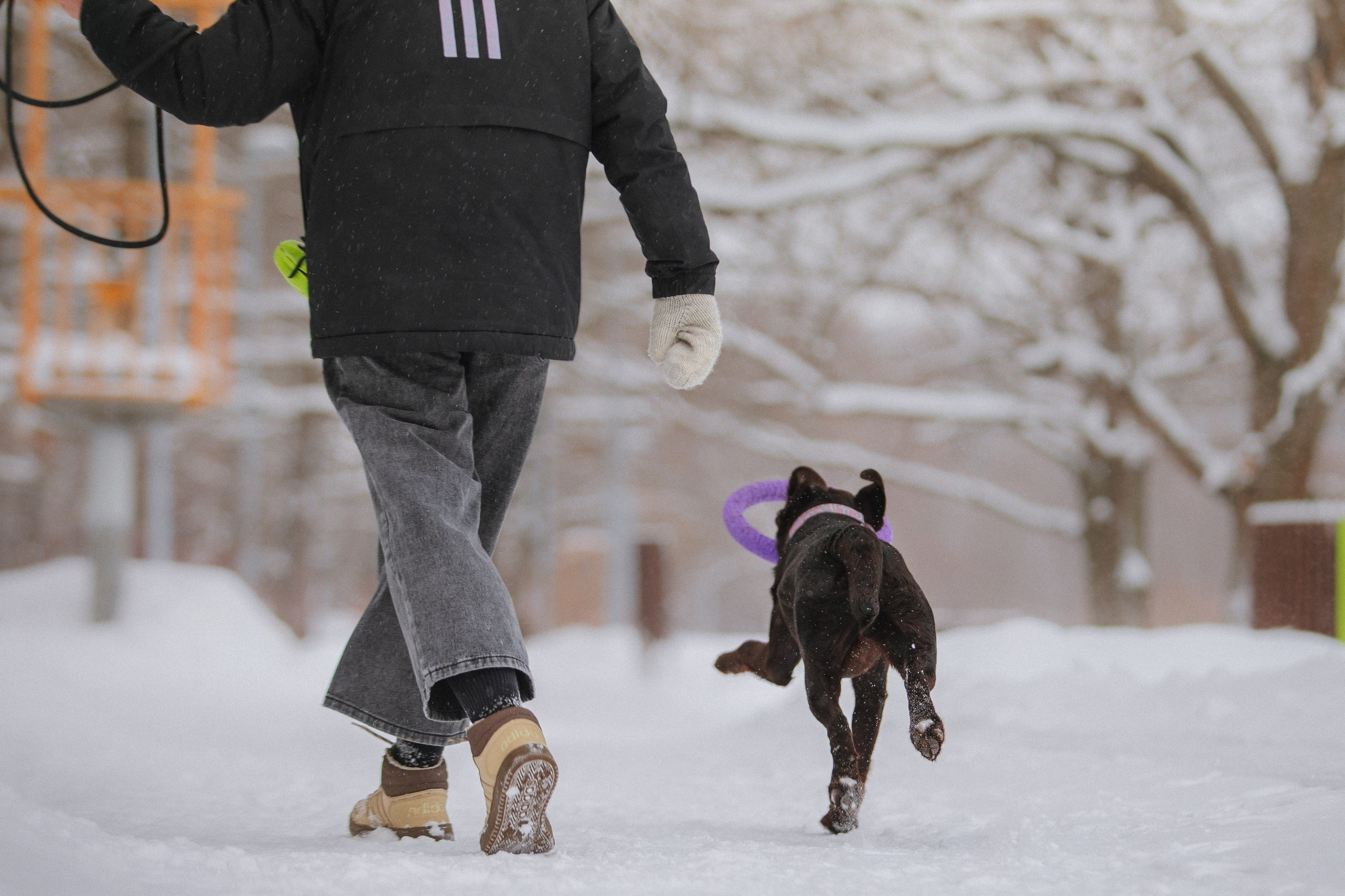 Йоло и Акира. Фотограф анималист Кузнецова Анна Нижний Новгород