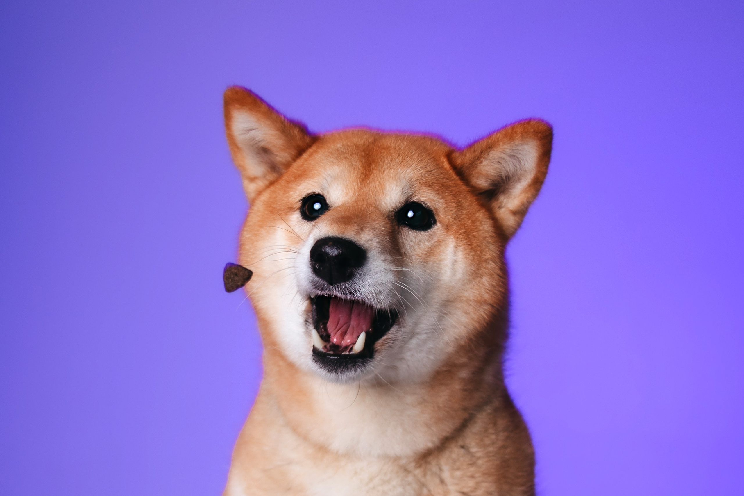 Неон 2 (фотодень). Фотограф анималист Кристина Карпова, Москва