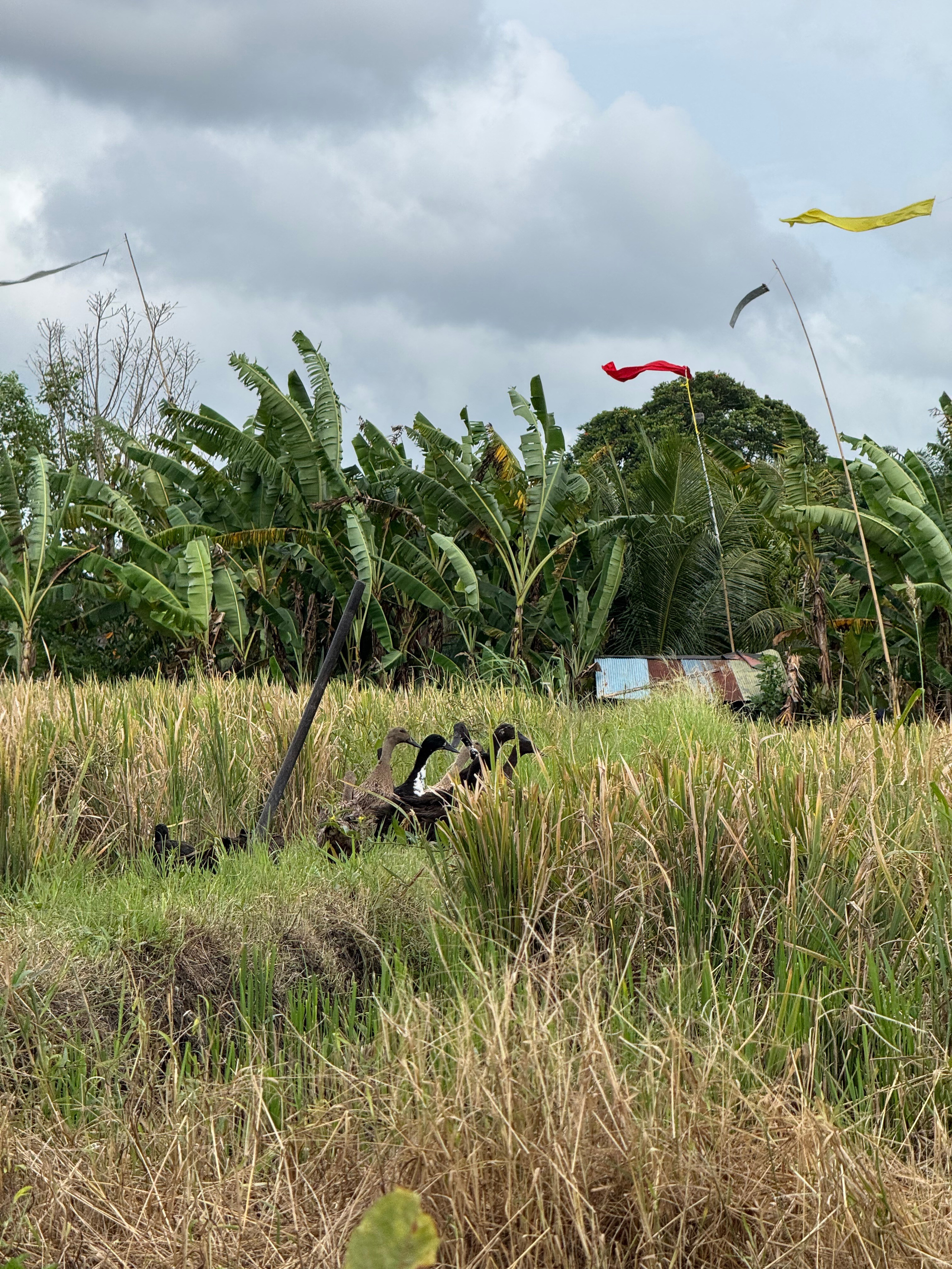 Бали. Убуд 2025. А вот и да!