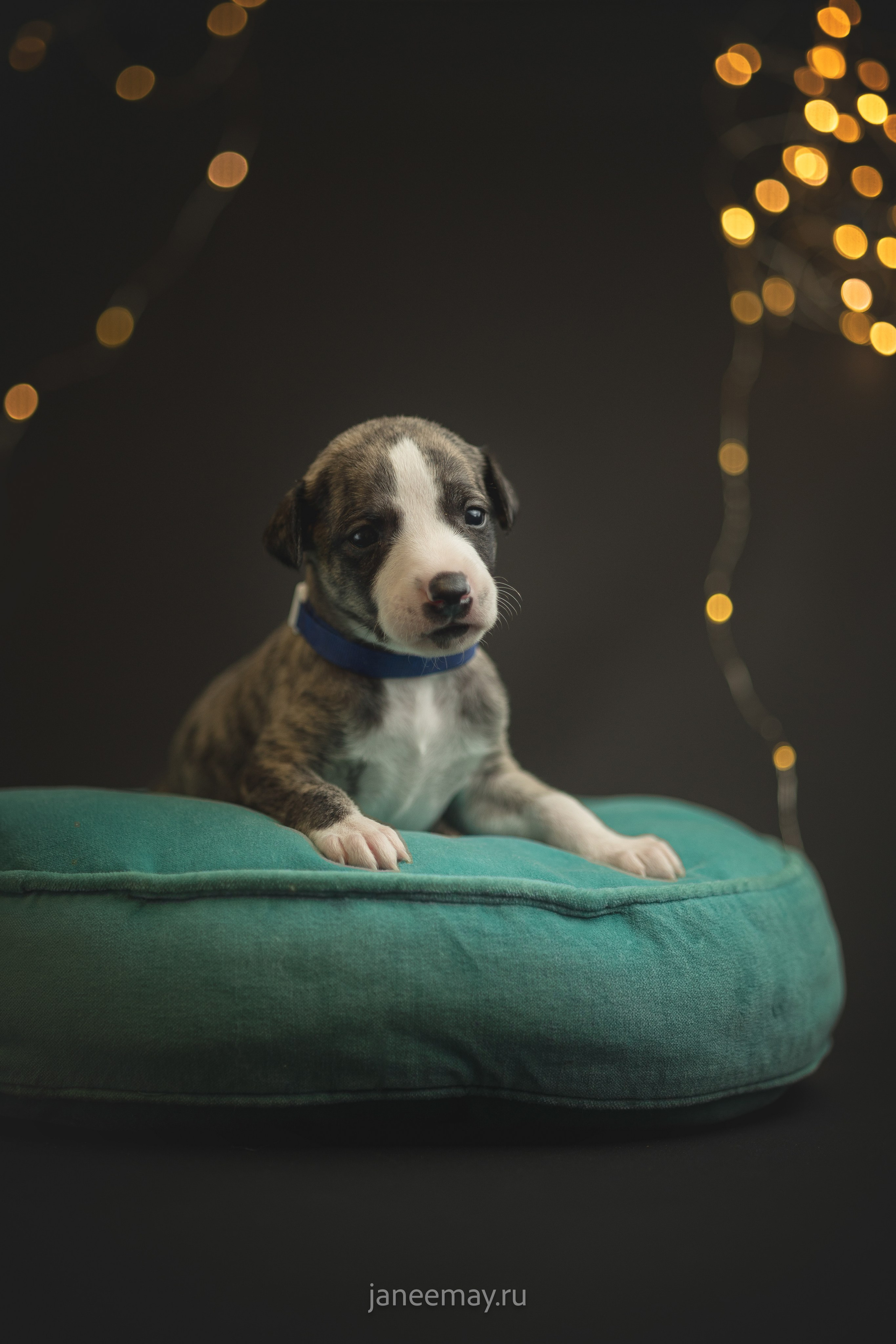 Малыши уиппеты Великбековых. Фотограф анималист в Москве Майорова Евгения