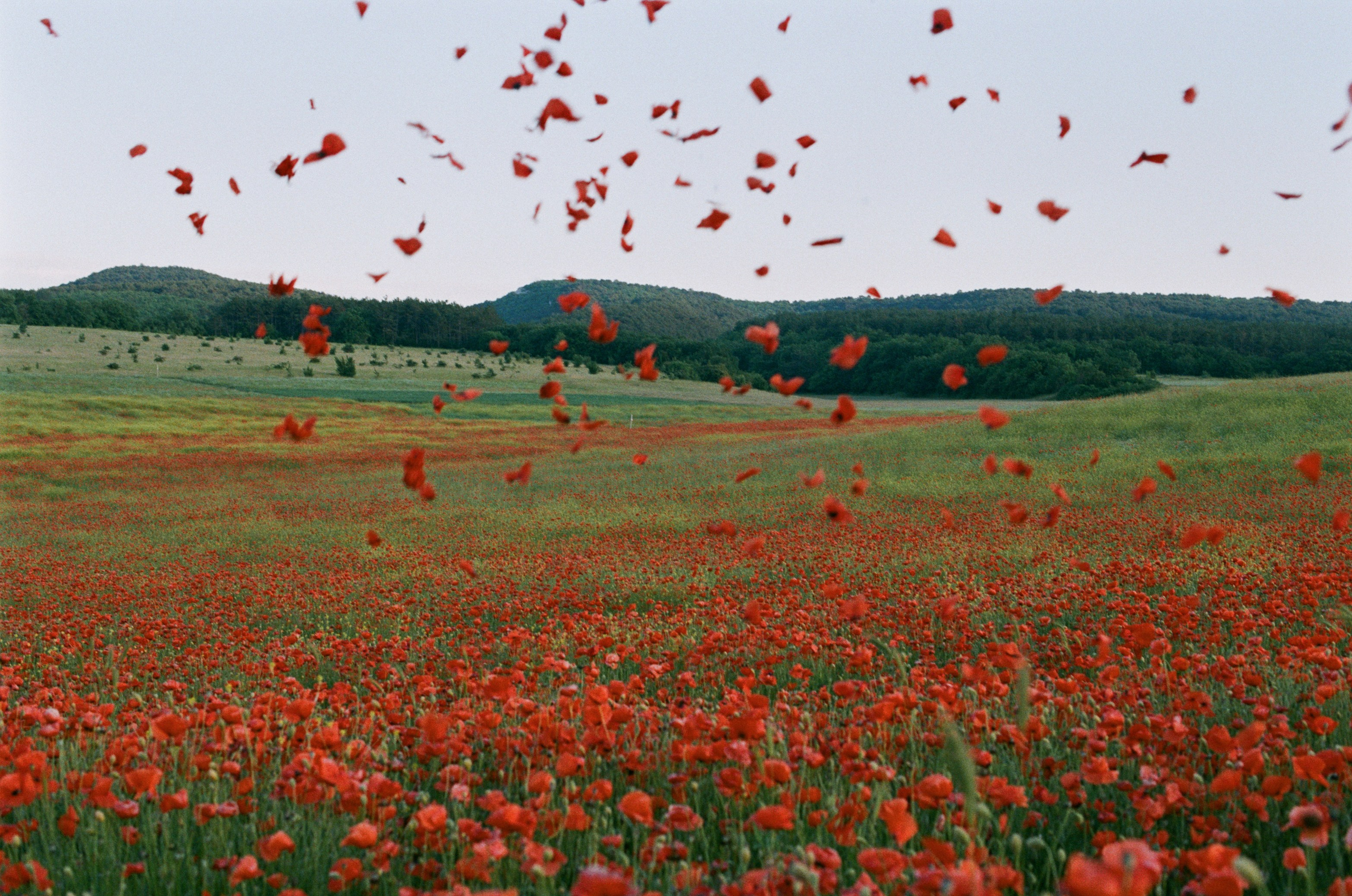 The drugs don't work // ukraine, crimea V. EVER EXPOSED