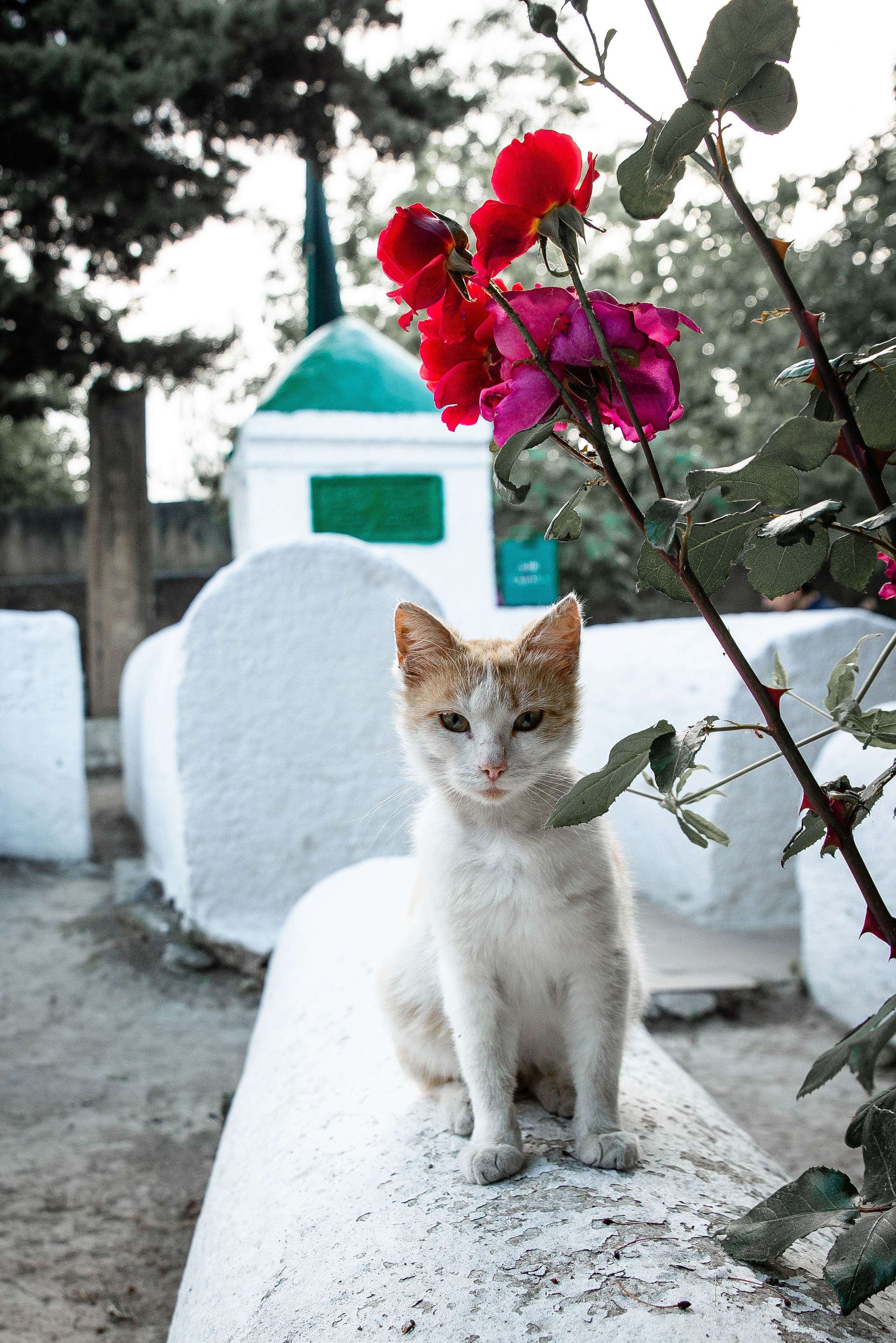 Дагестан. Фотограф Крещение Венчание Москва