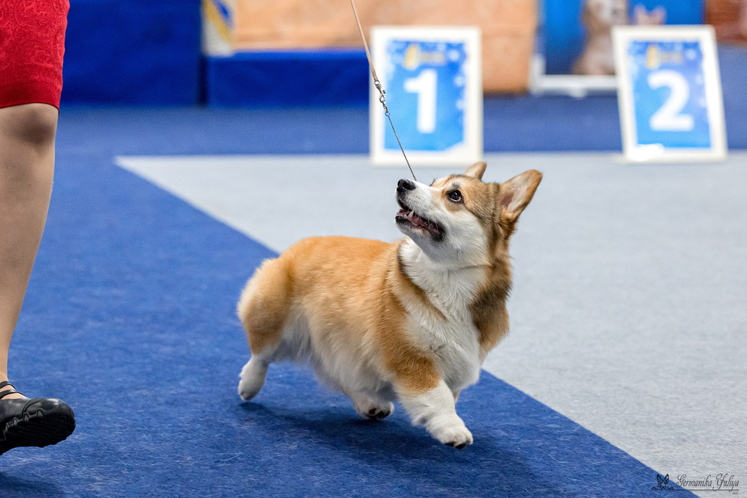 Сфера 29.10,Крокус 4.11,Сфера 12.11.2023. Фотограф-анималист Юлия Германика