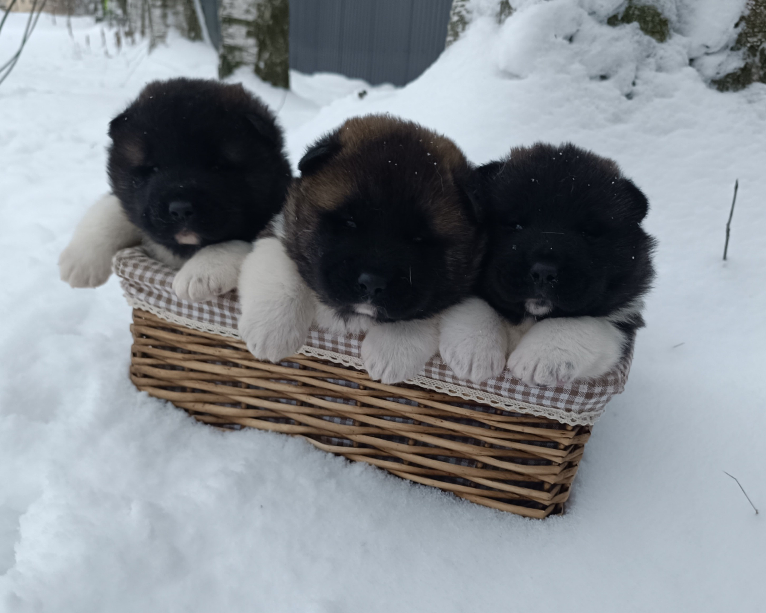 Американская акита  щенки питомник Санкт-Петербург клубные щенки Американская акита питомник RUBYLIGHT Рубилайт купить щенка американской акиты