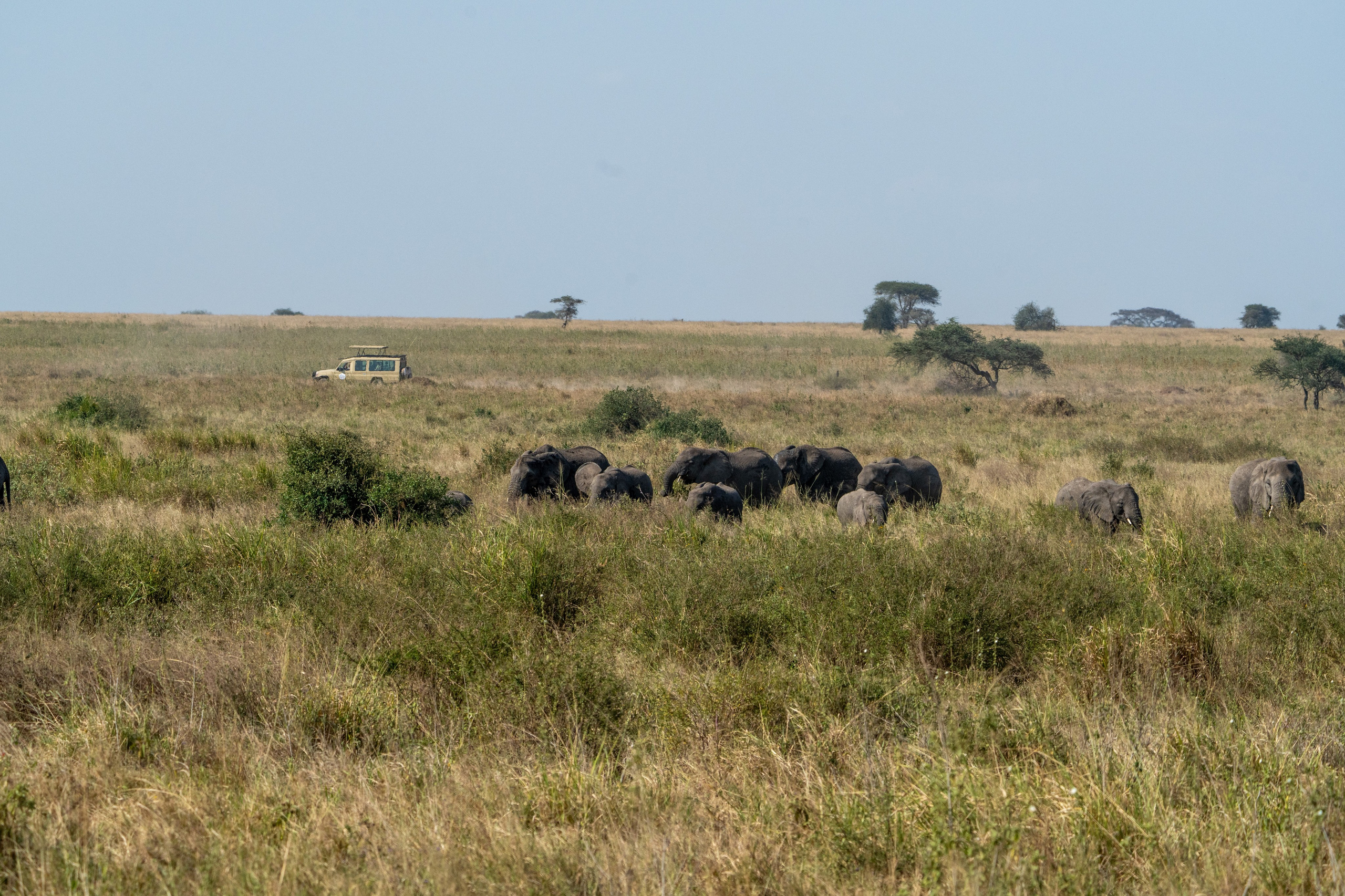 Танзания, сафари, 2025. Творческие сьемки