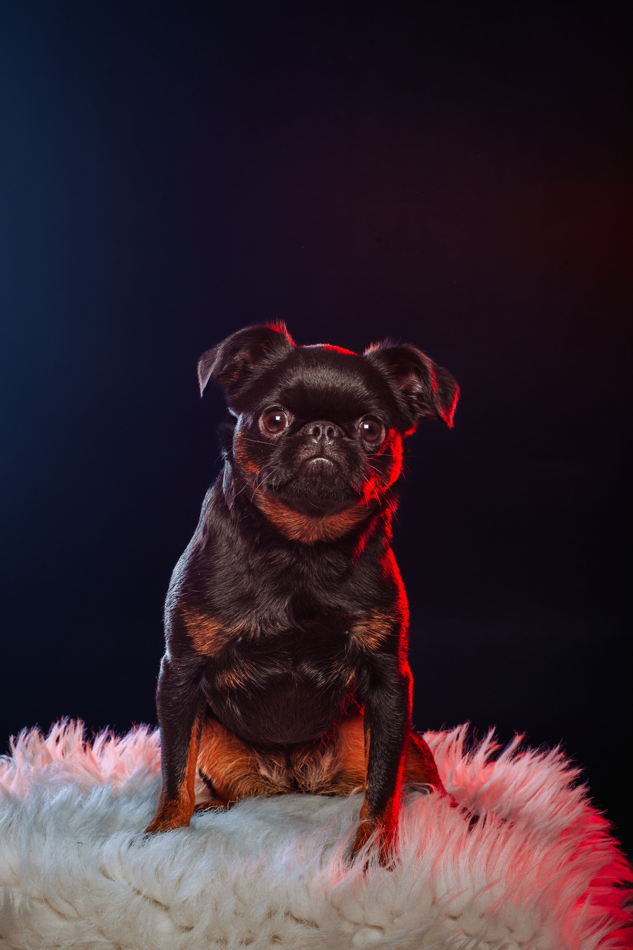 Студийная фотосессия с цветным светом. Фотограф-анималист Татьяна Степанова