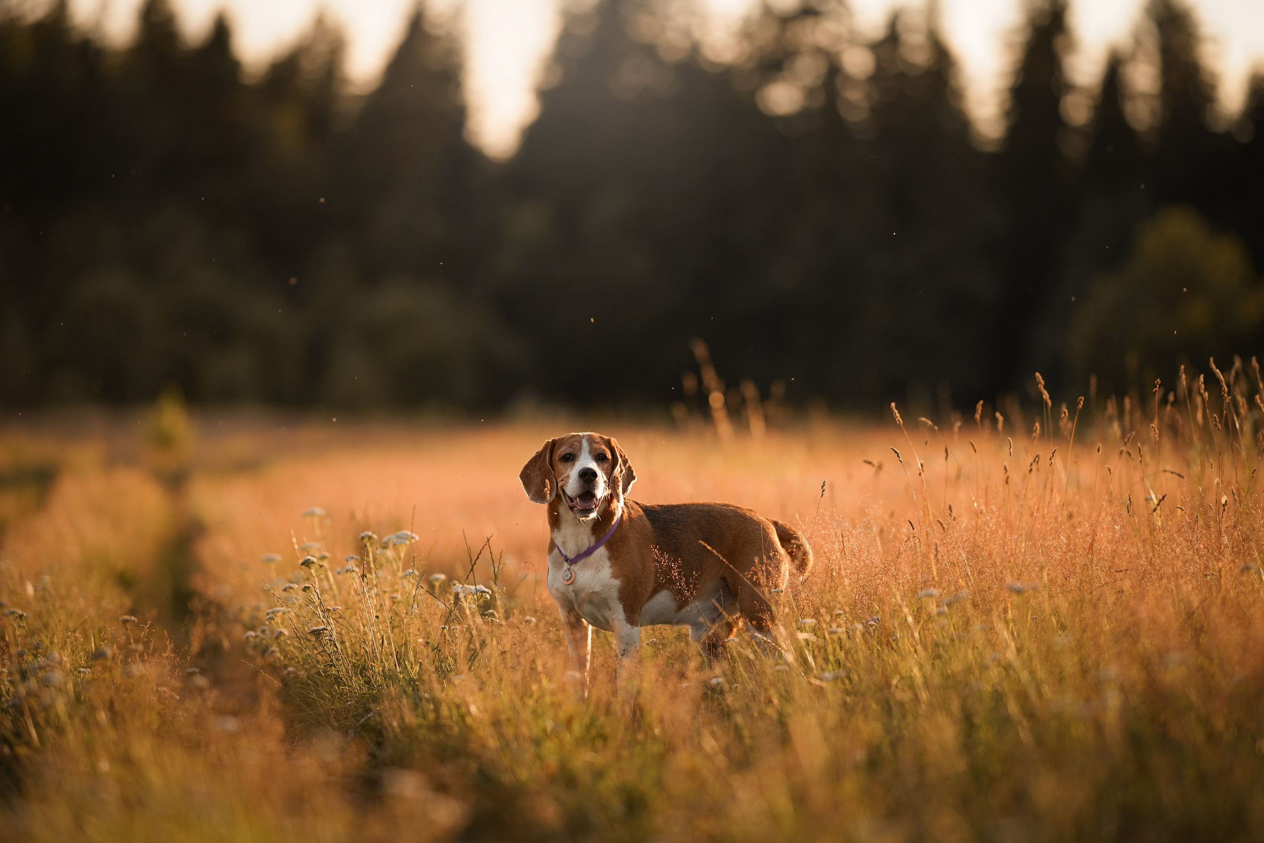 Лера Джон и Диамант. Фотограф-анималист в Санкт-Петербурге Яна Мартынова