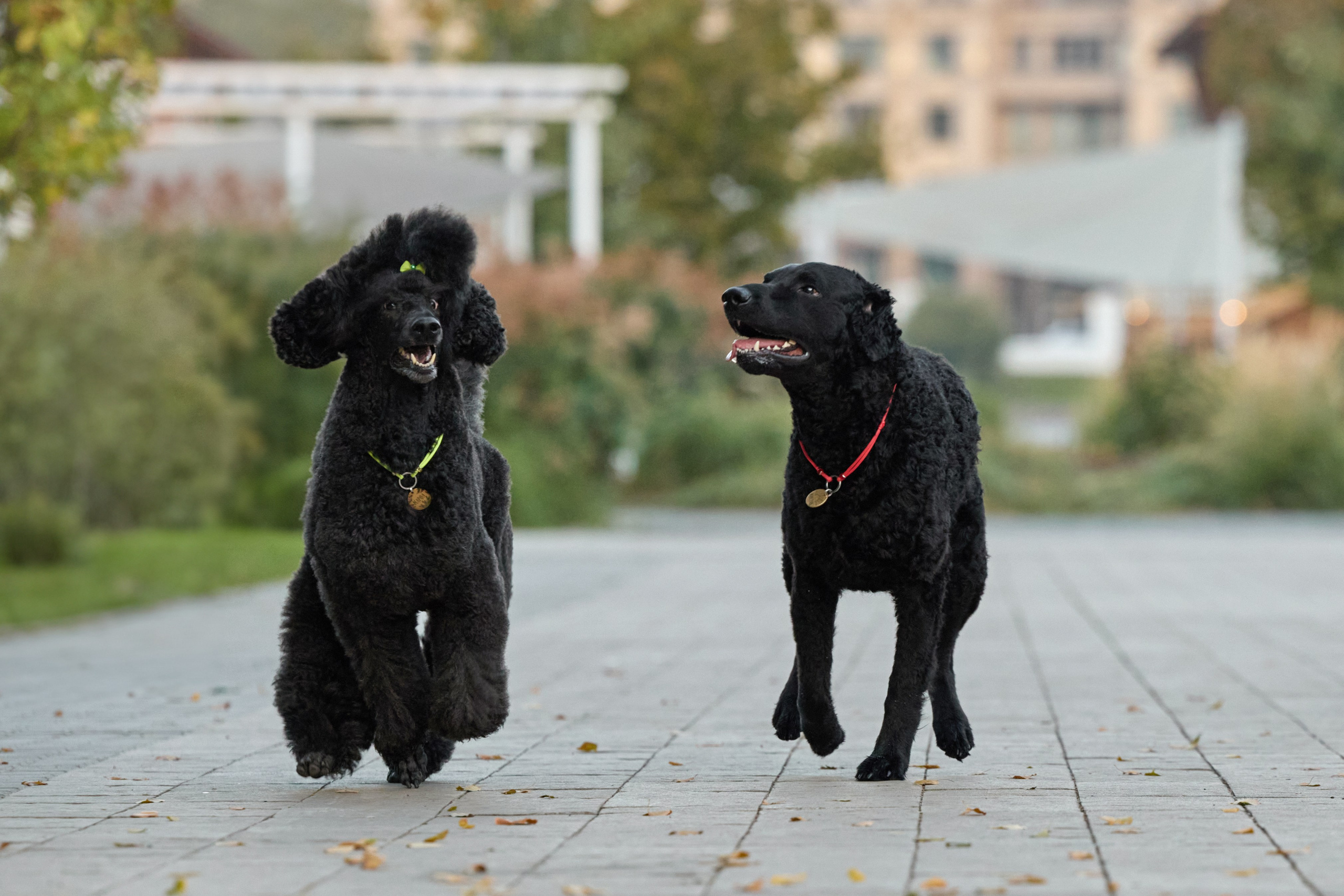 Альбина. Марфа и Мистик. Прогулка в парке. Фотограф анималист в Казани Алина Сулейманова. Фотограф животных