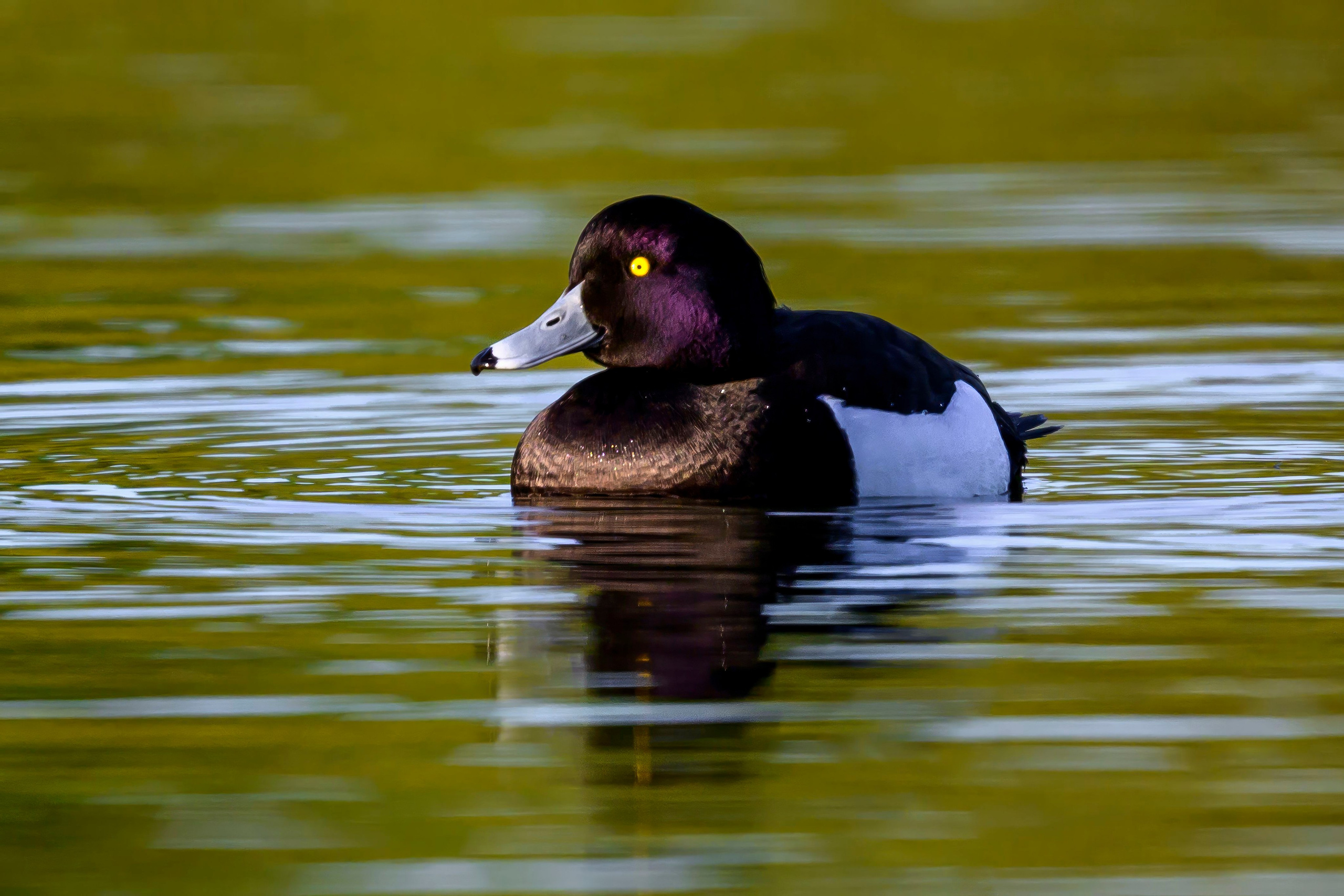 На прудах. Wildlife photography by Sergey Puponin