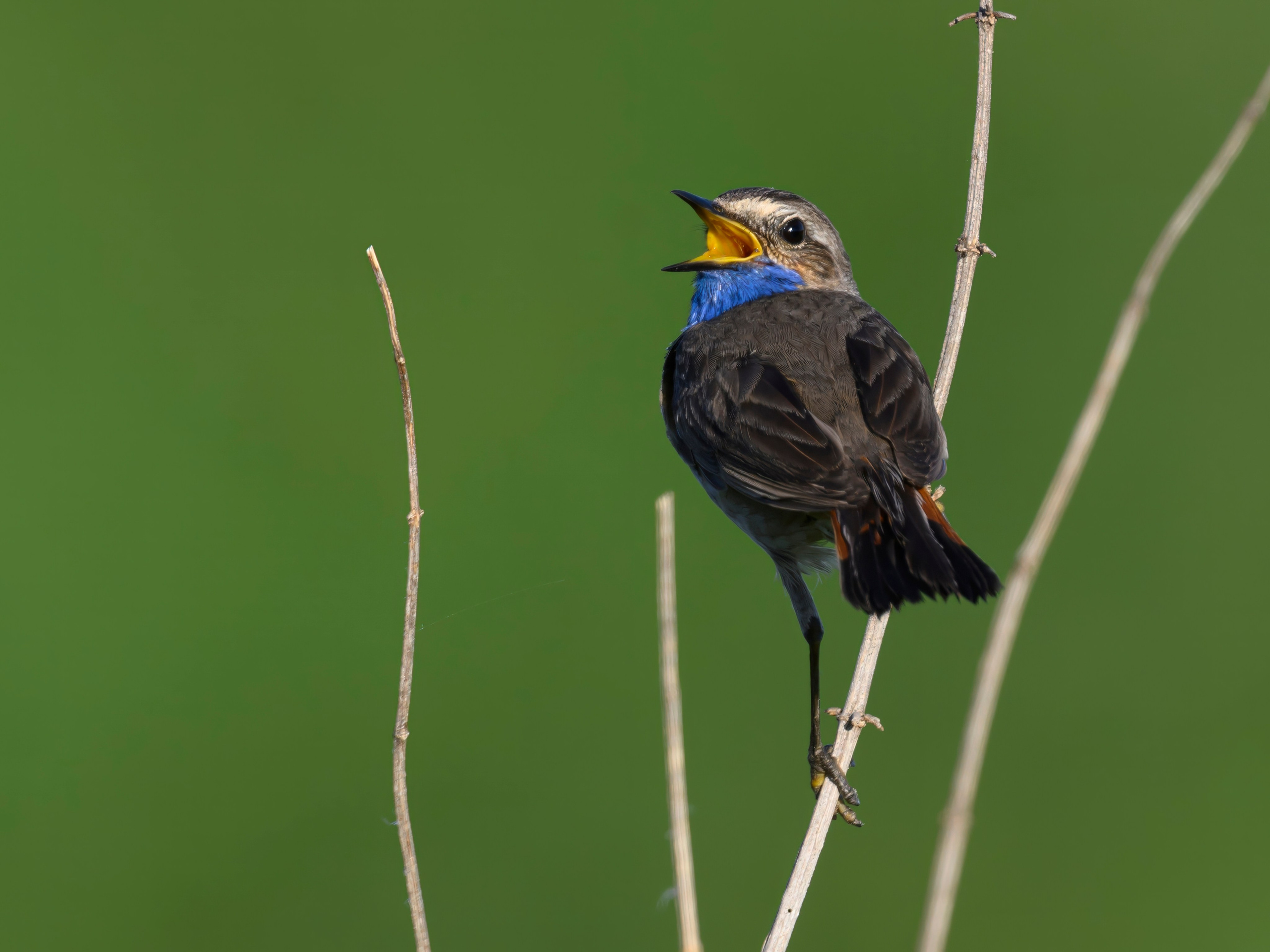 Совы и заяц. Фотограф Сергей Пупонин