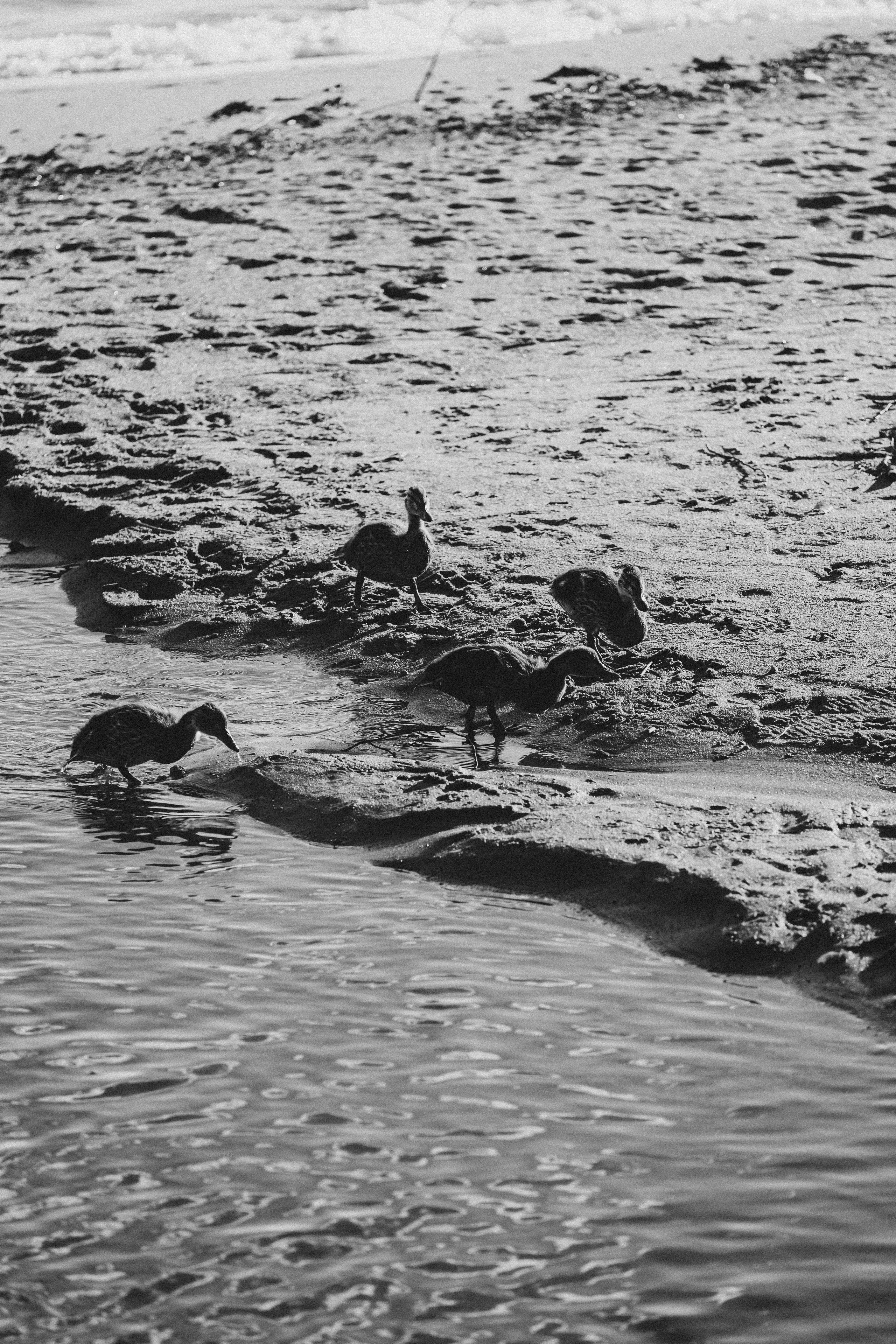 ПРОГУЛКА НА БЕРЕГУ ФИНСКОГО ЗАЛИВА. Профессиональный фотограф, Санкт-Петербург — Виктория Богомолова