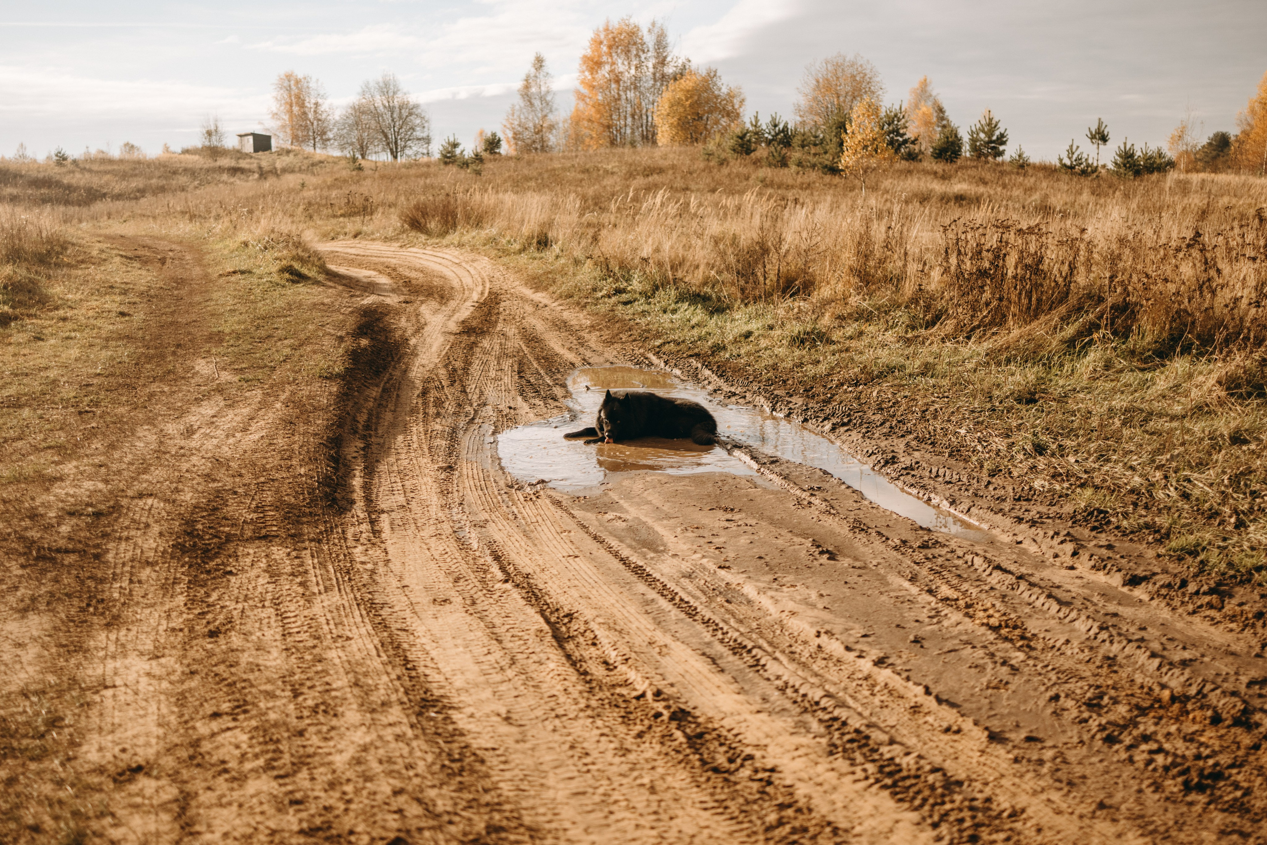 Лора и Джанго. Фотограф — Анималист | Санкт-Петербург