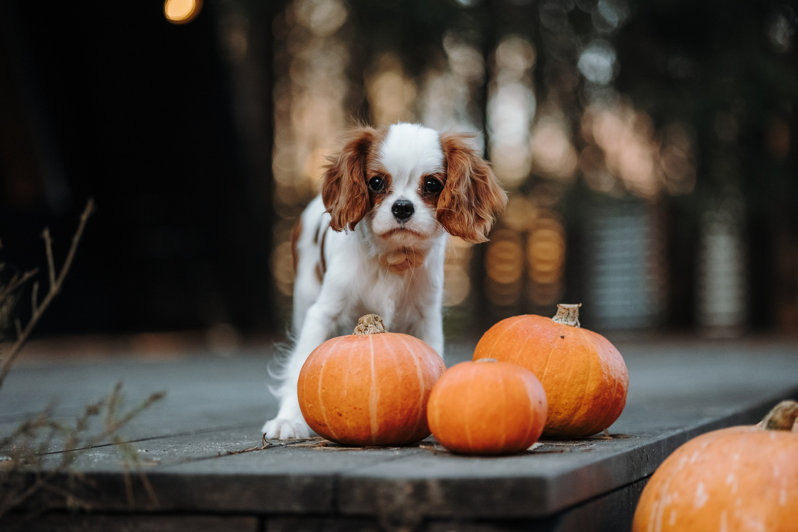 Семейная история. Фотограф — Анималист | Санкт-Петербург