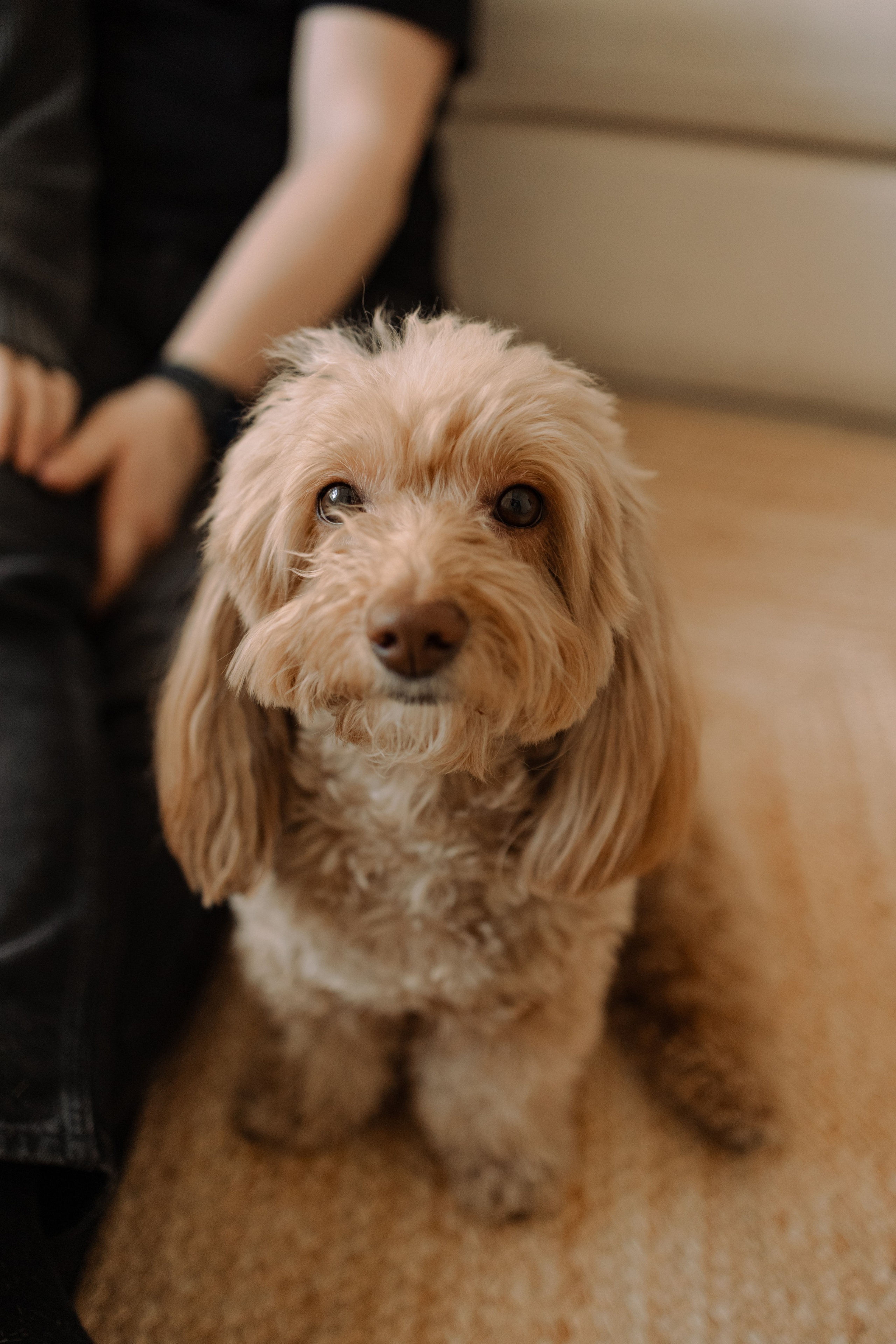 Шкипер и его семья. Фотограф — Анималист | Санкт-Петербург