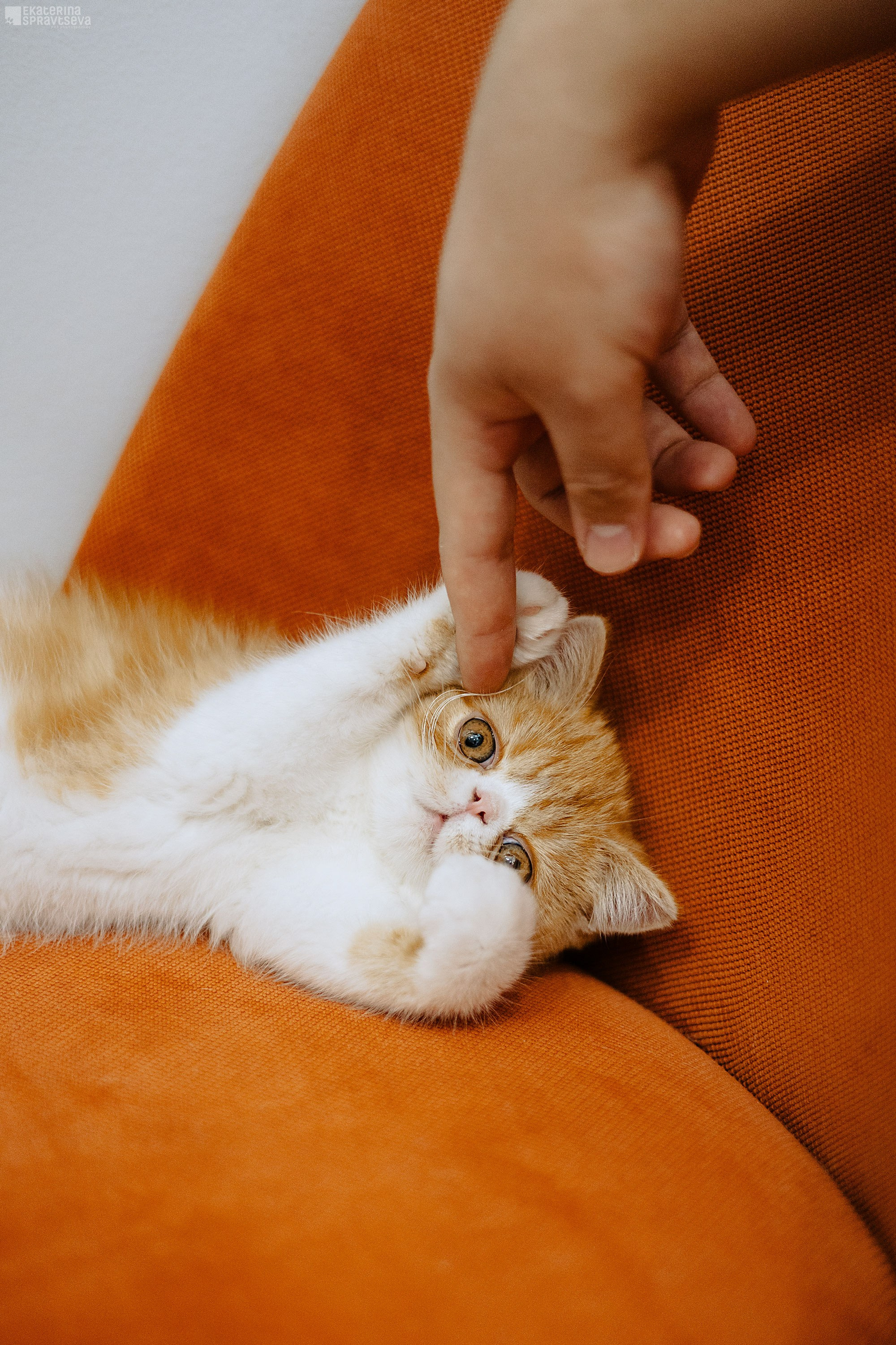 Малыш Уникум, Лиза и Миша. Фотограф Анималист Екатерина Справцева в Нижнем Новгороде