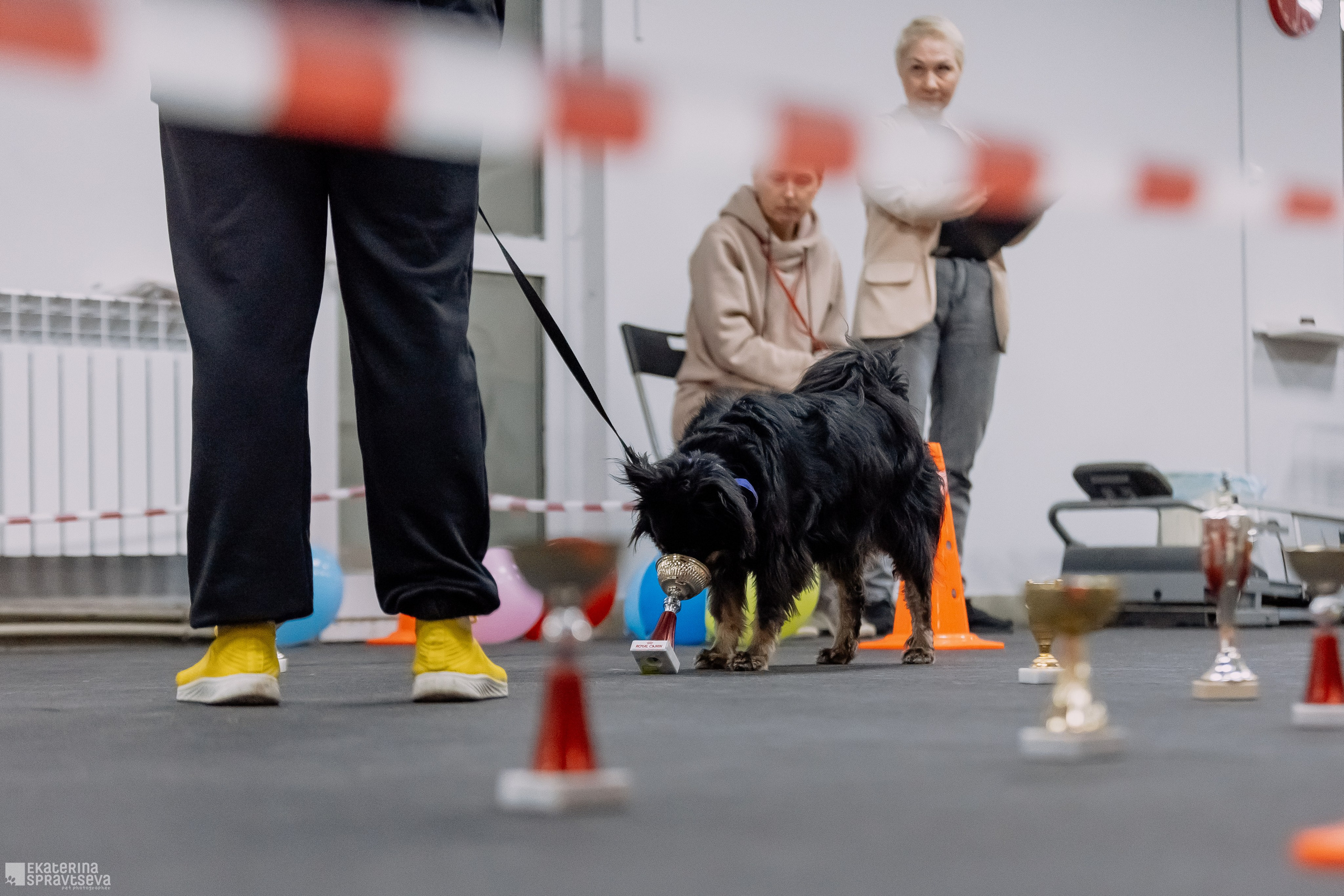 Праздник NoseWork. Фотограф Анималист Екатерина Справцева в Нижнем Новгороде