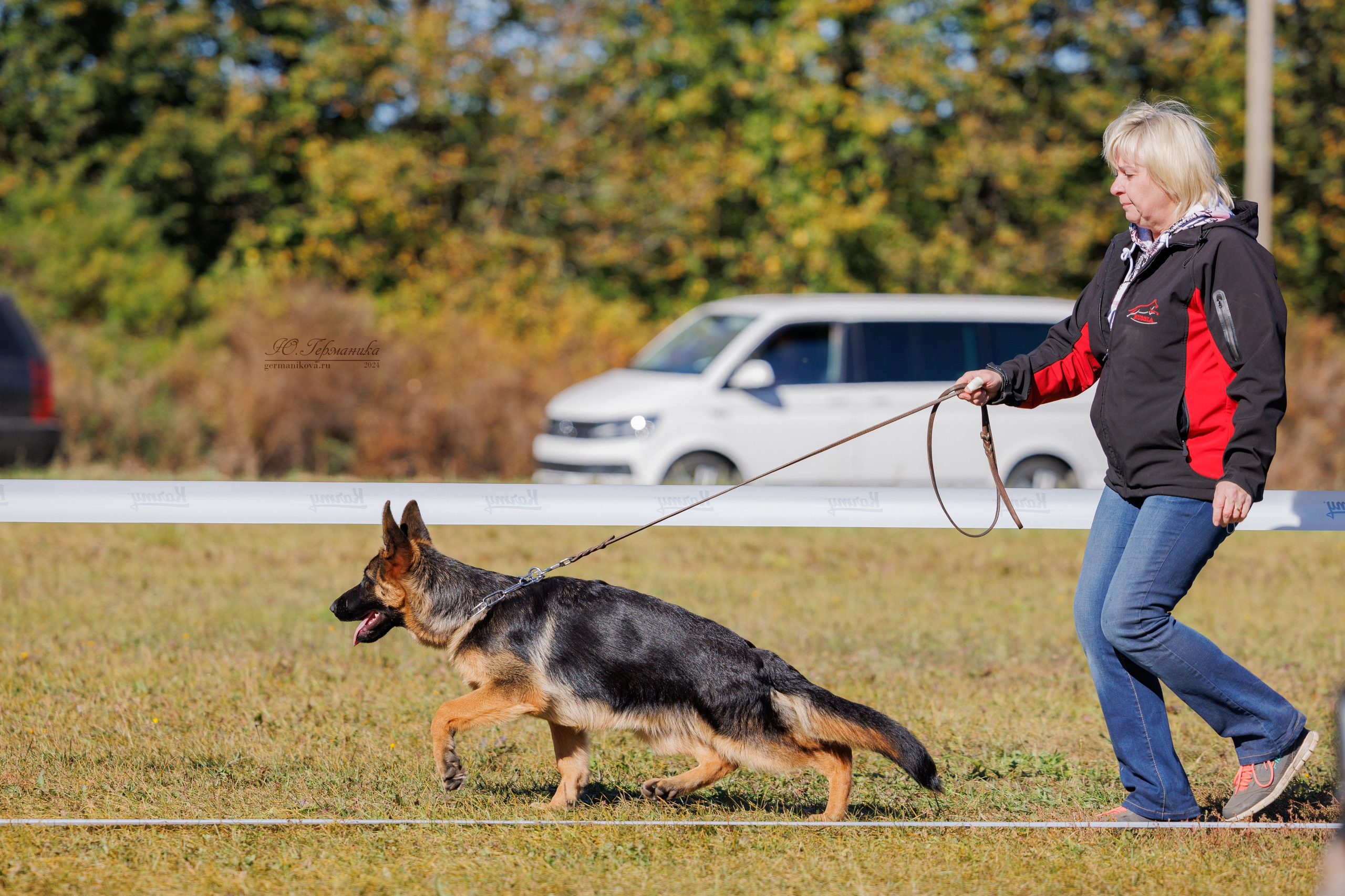 Тверь немецкие овчарки 22.09.2024. Фотограф-анималист Юлия Германика