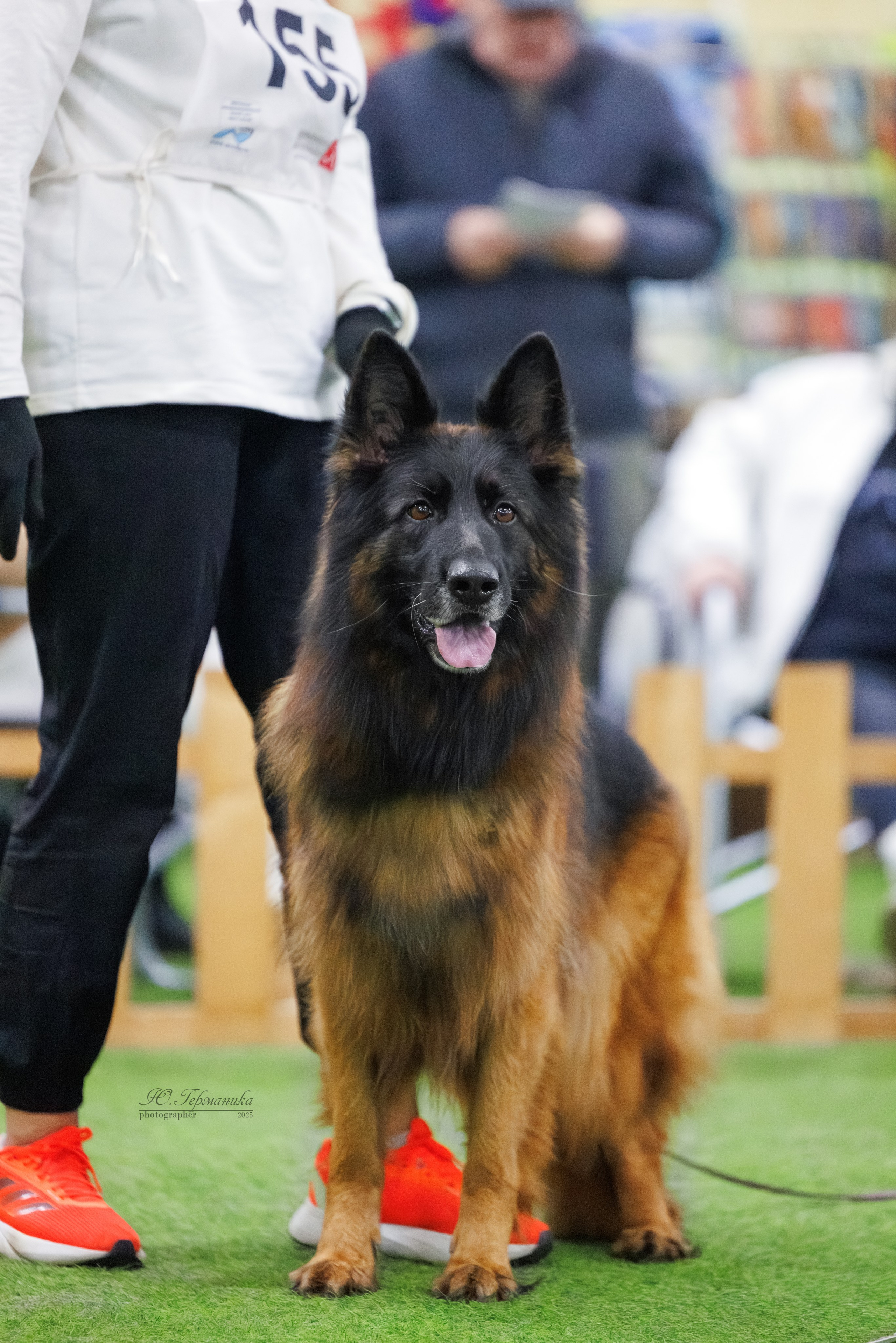 Гран-При 8.02.2025 и Крокус 09.02.2025. Фотограф-анималист Юлия Германика