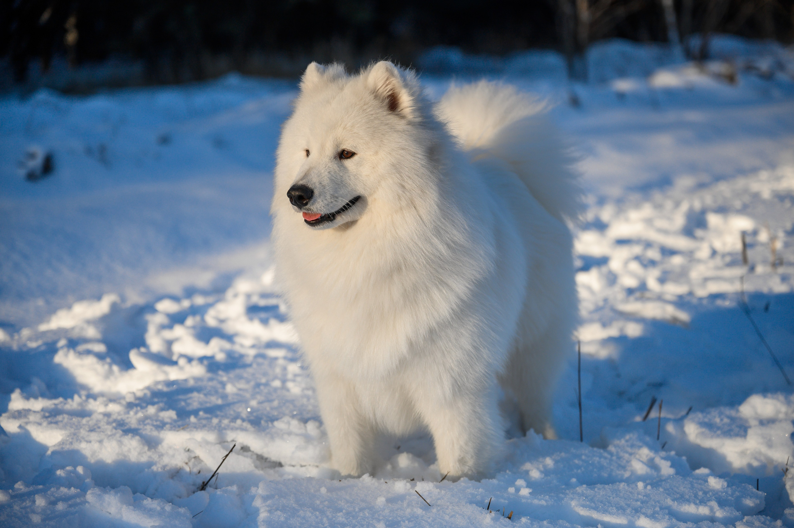 Самоед Тайфун. Bazarkom-photo.ru Фотограф Виктор Оськин в Старом Осколе