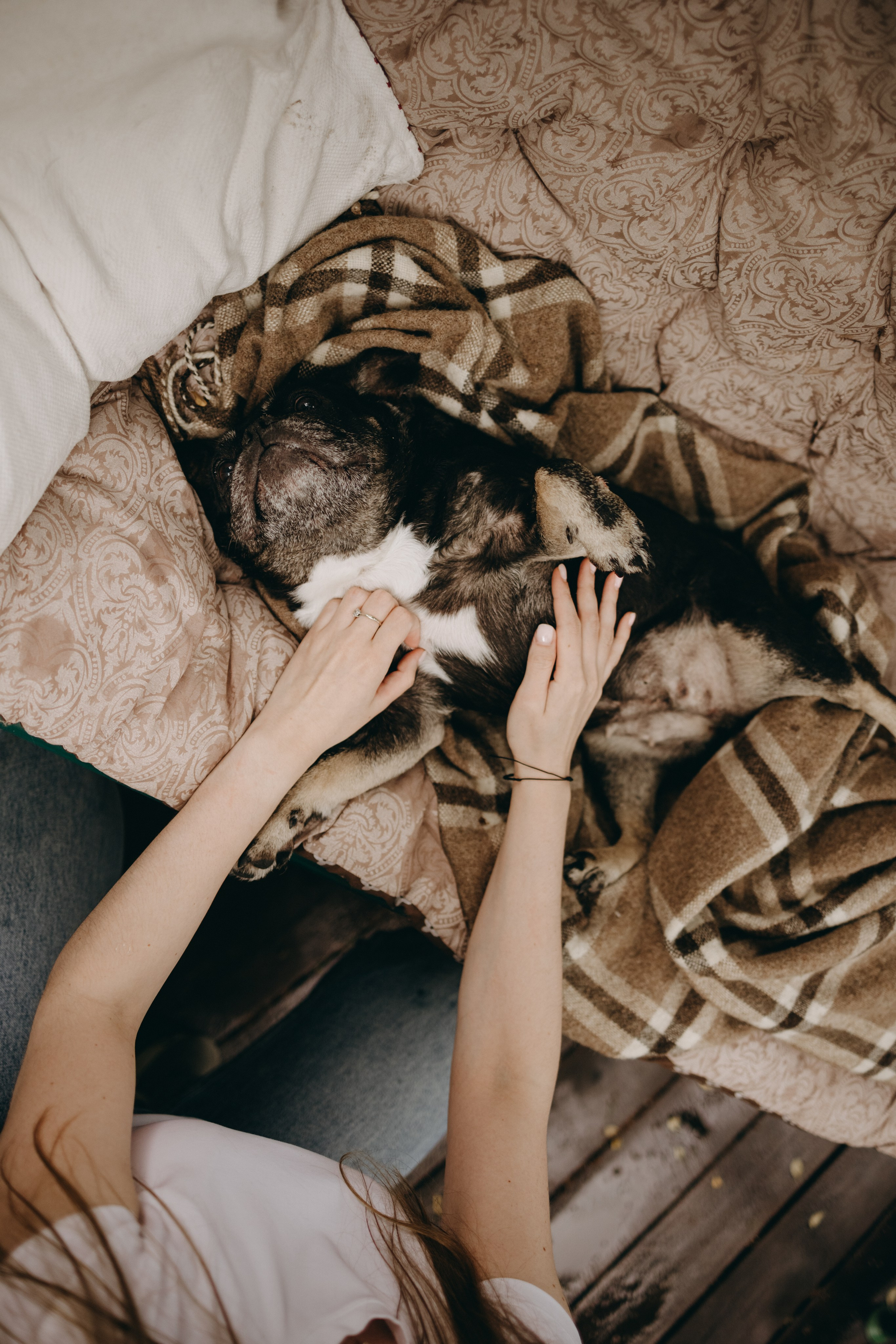 Софа и ее хвостики. Фотограф — Анималист | Санкт-Петербург