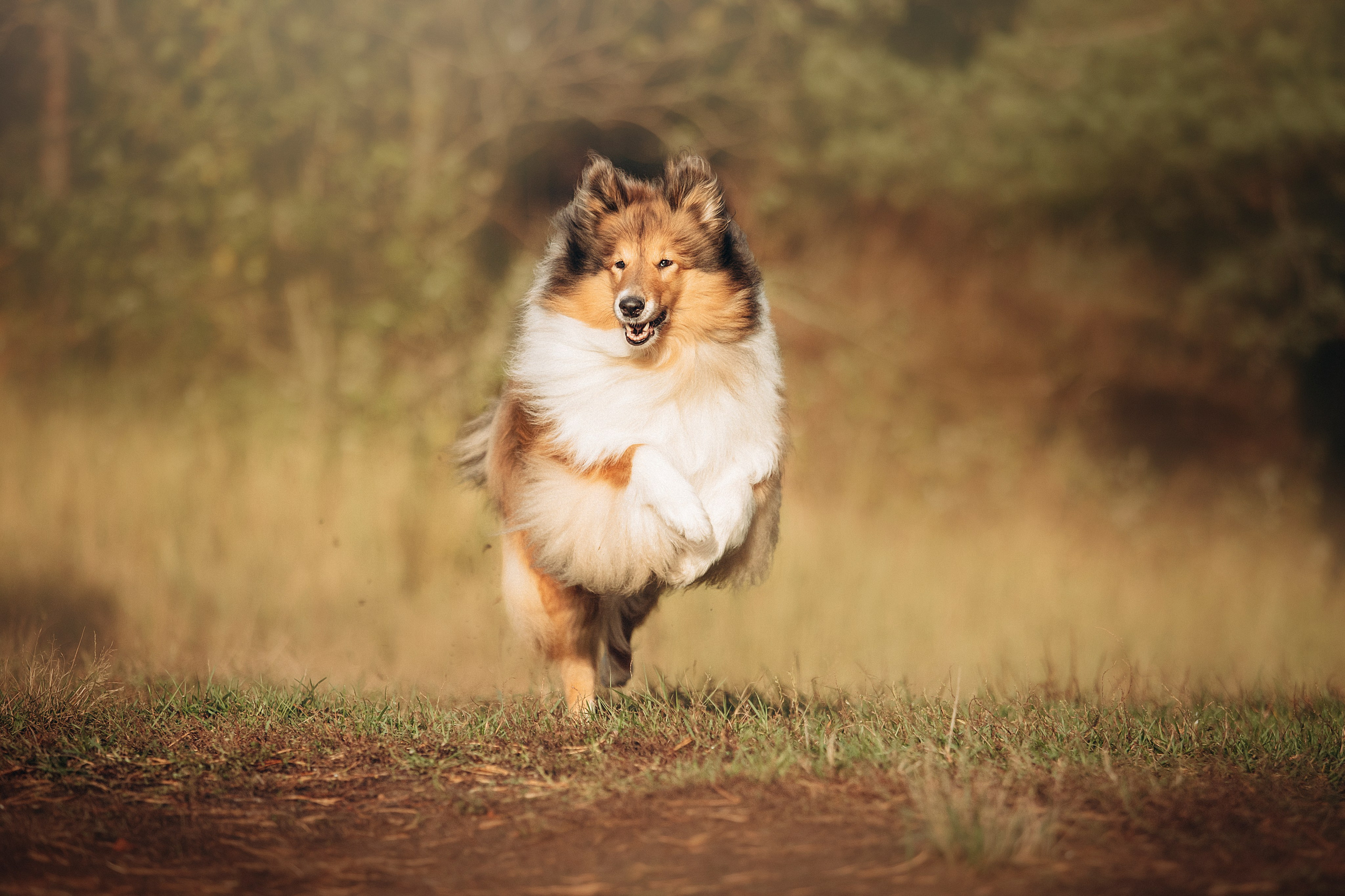 Трисс, Эста, Яся и их семья. Фотограф — Анималист | Санкт-Петербург