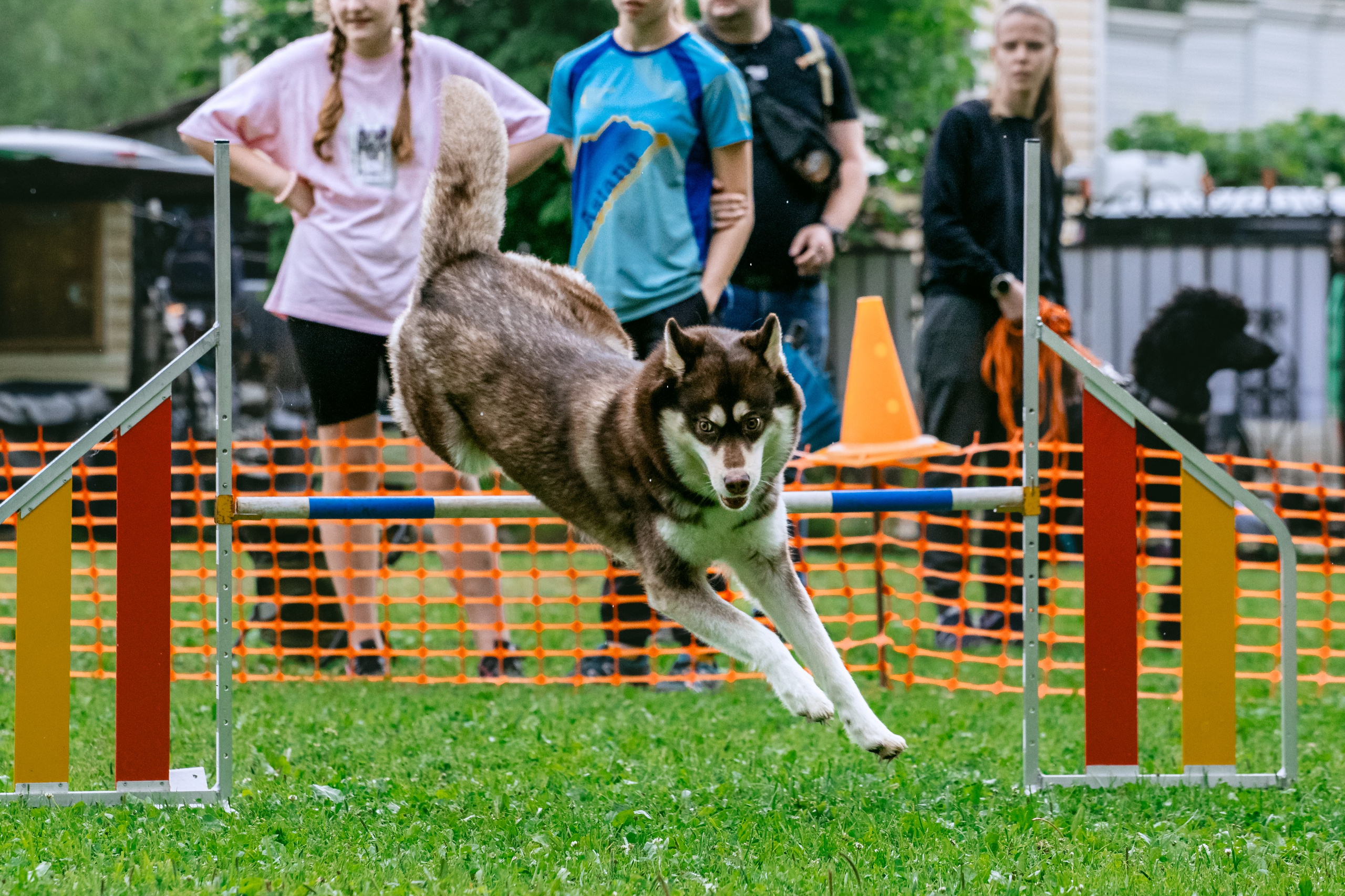 Соревнования по аджилити Долгопрудный 30.06.2025. Фотограф-анималист Татьяна Степанова