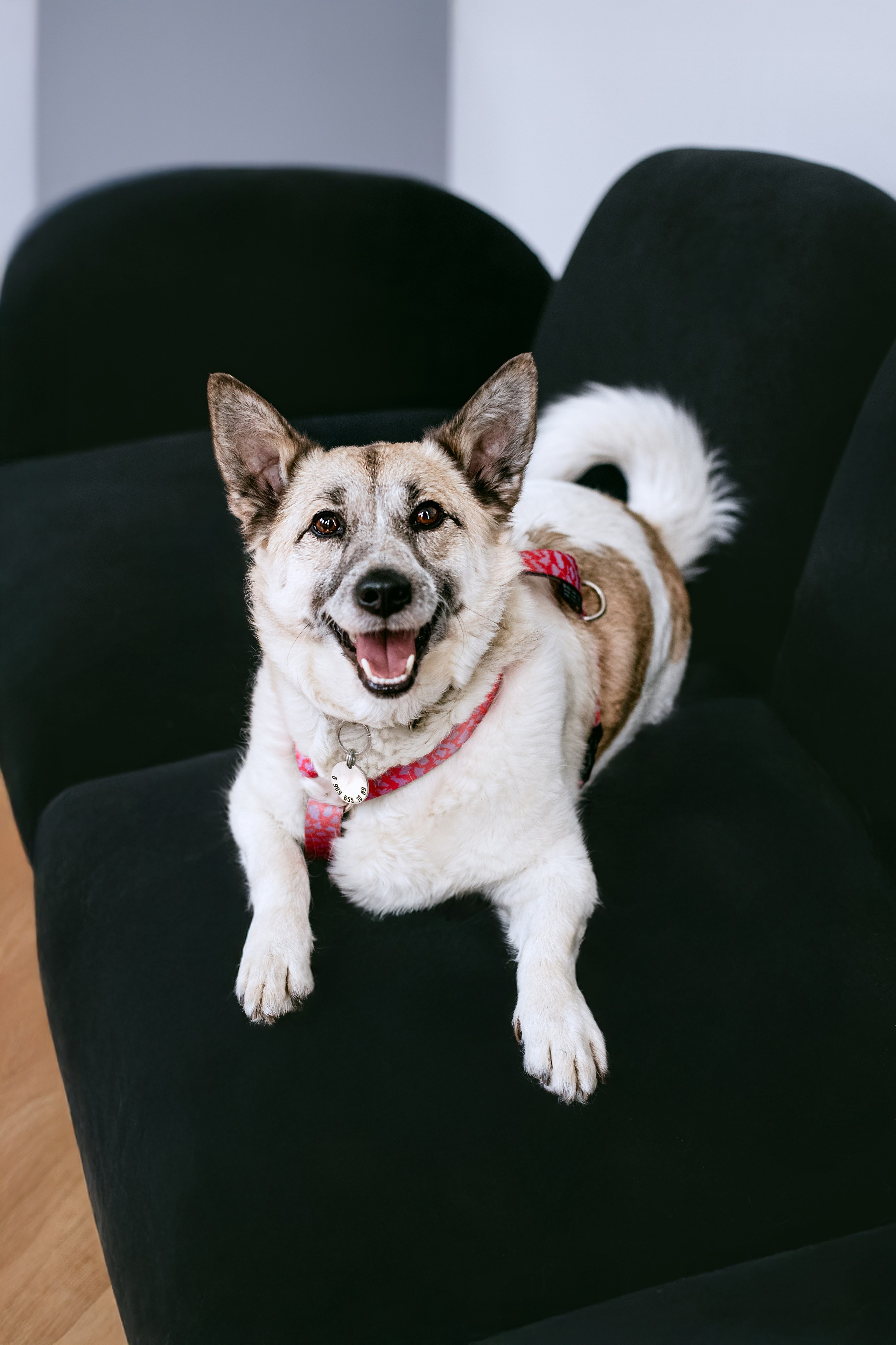 Студия лето 2025. Фотограф-анималист Татьяна Степанова