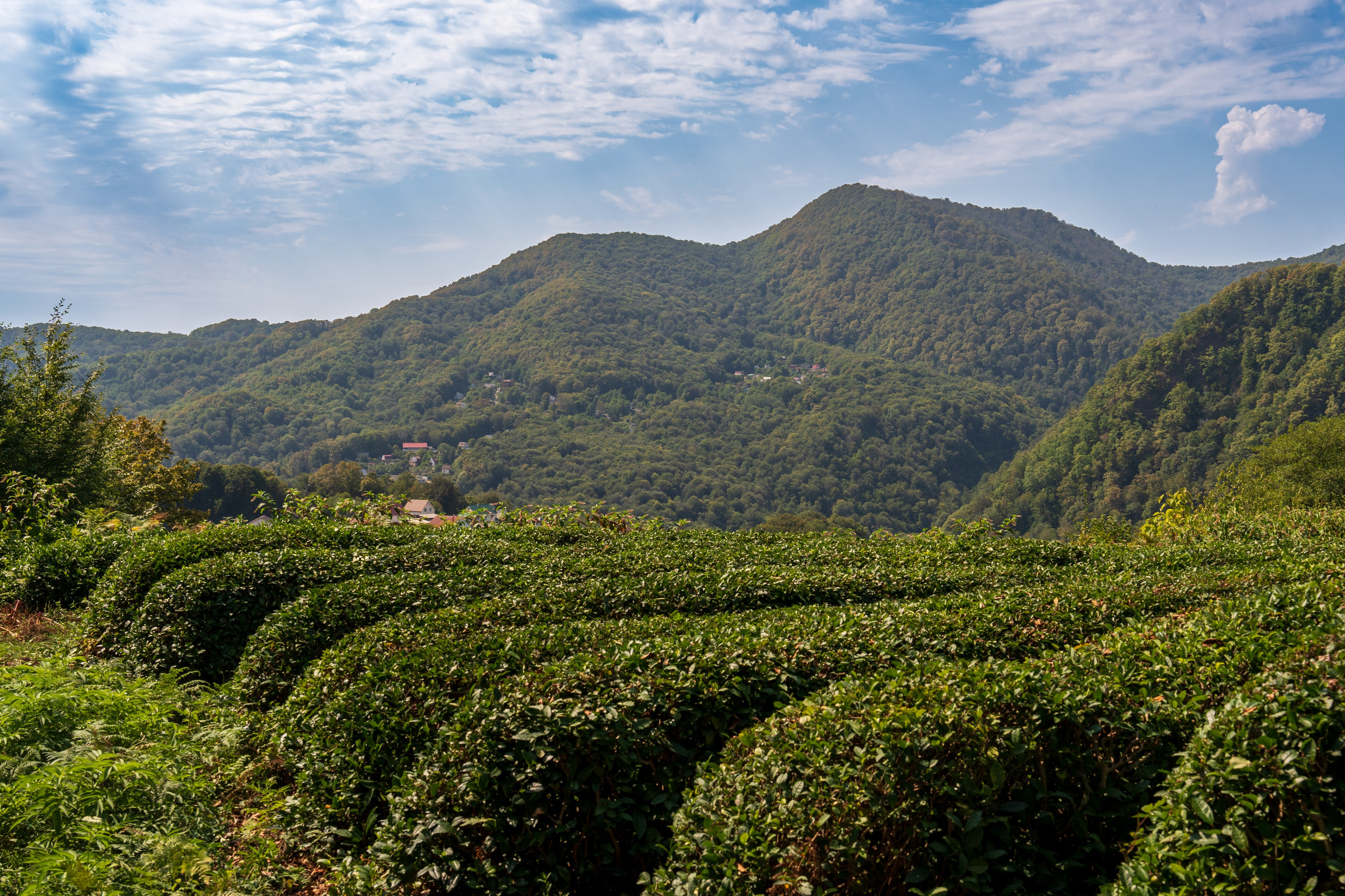 Яндекс.Еда — Сочинский чай. Репортажный фотограф в Красной Поляне и Сочи Павлюченко Екатерина