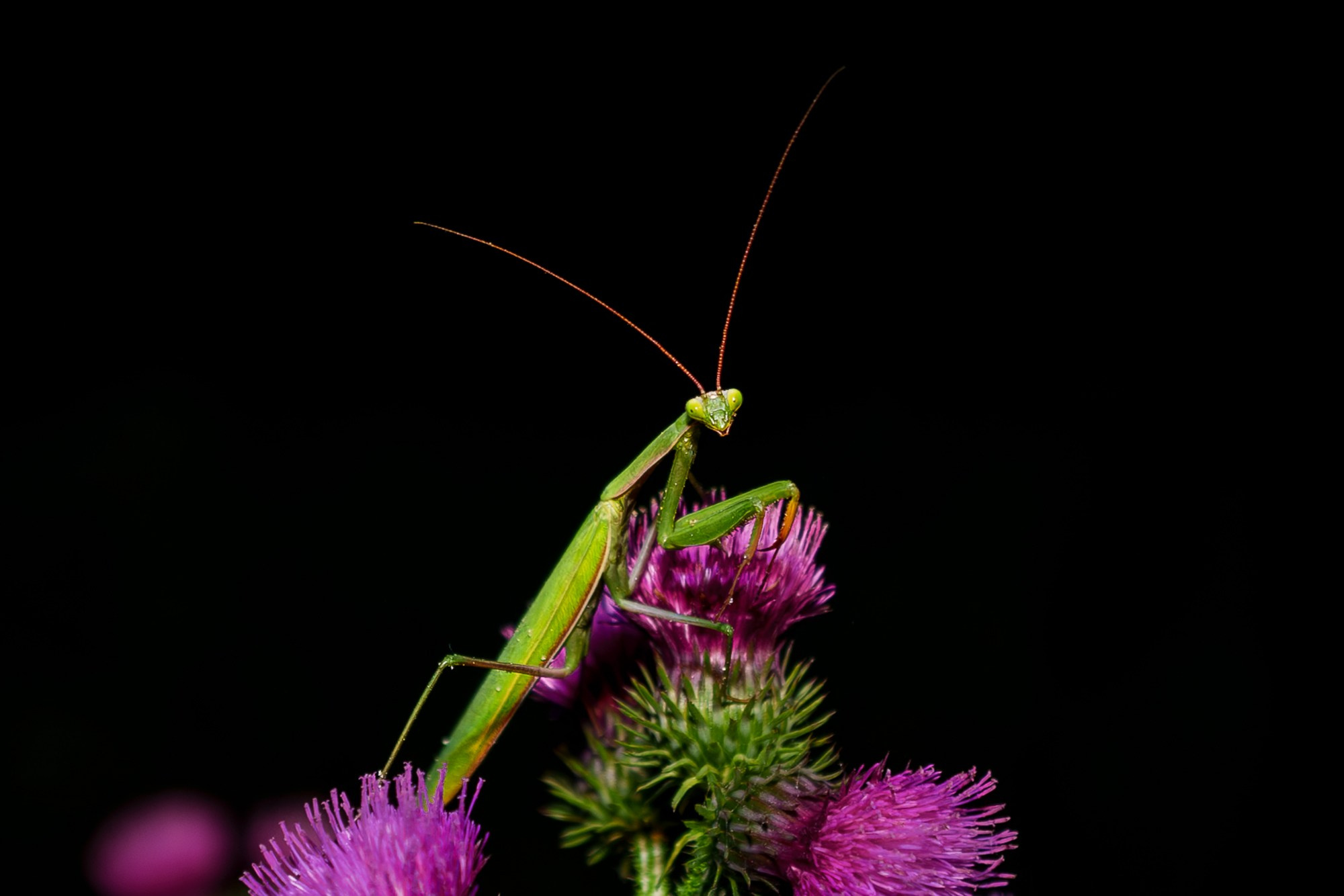 Макросъёмка. Ваш личный фотограф Марина Волкова