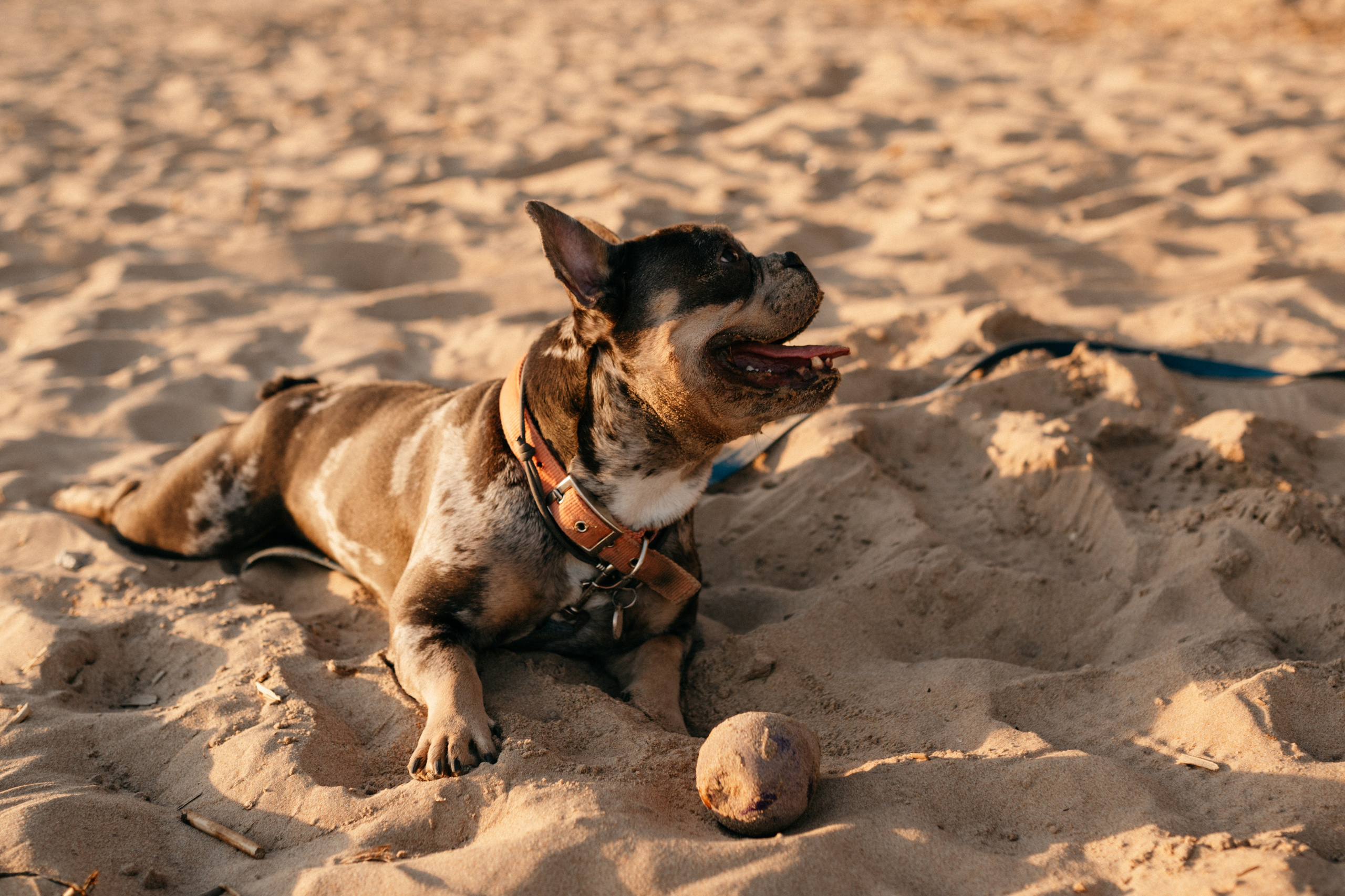 Коля и Бакс. Фотограф анималист в Москве Ольга Агушева