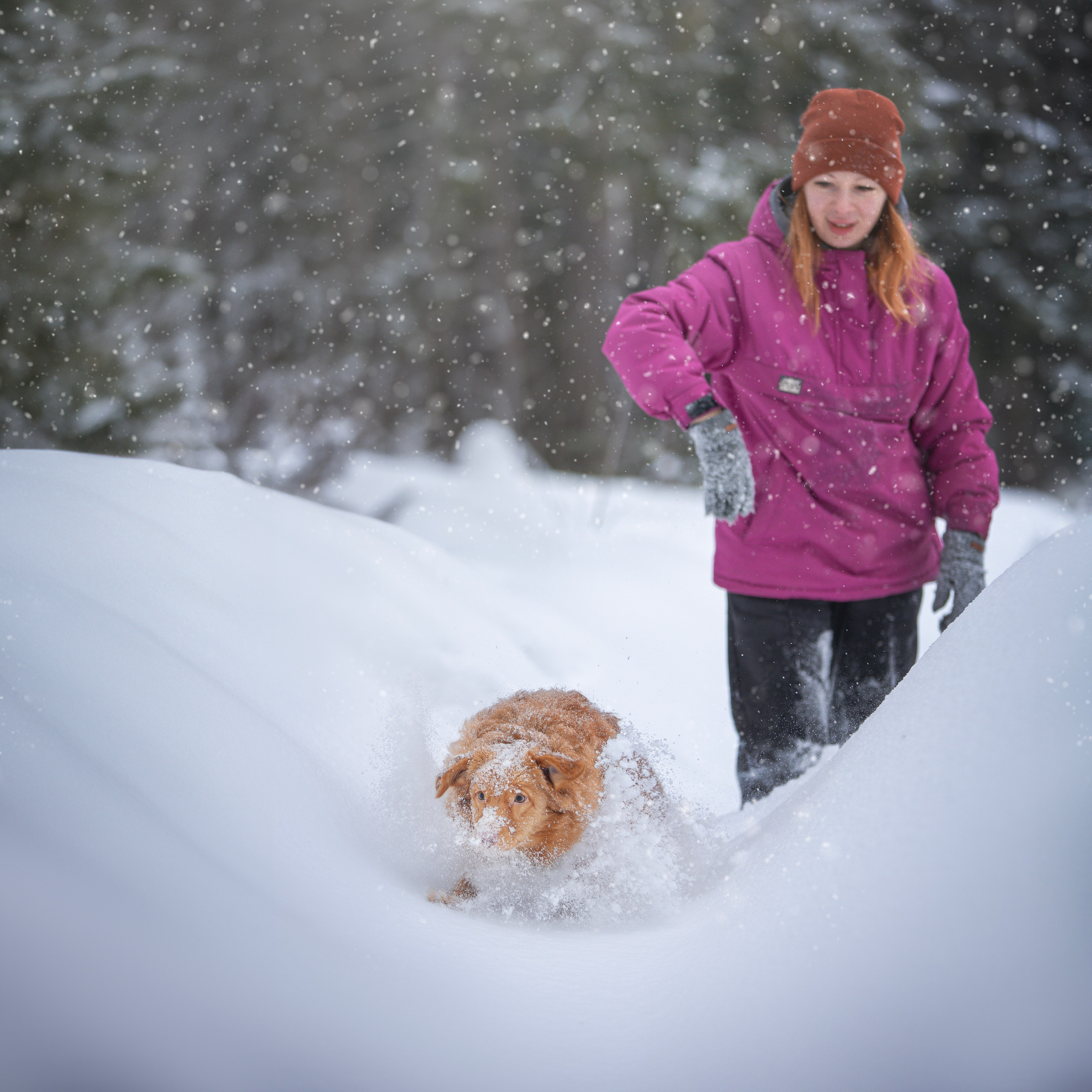 Руби, Николь, Кирилл и Мила. Фотограф анималист в Москве Майорова Евгения