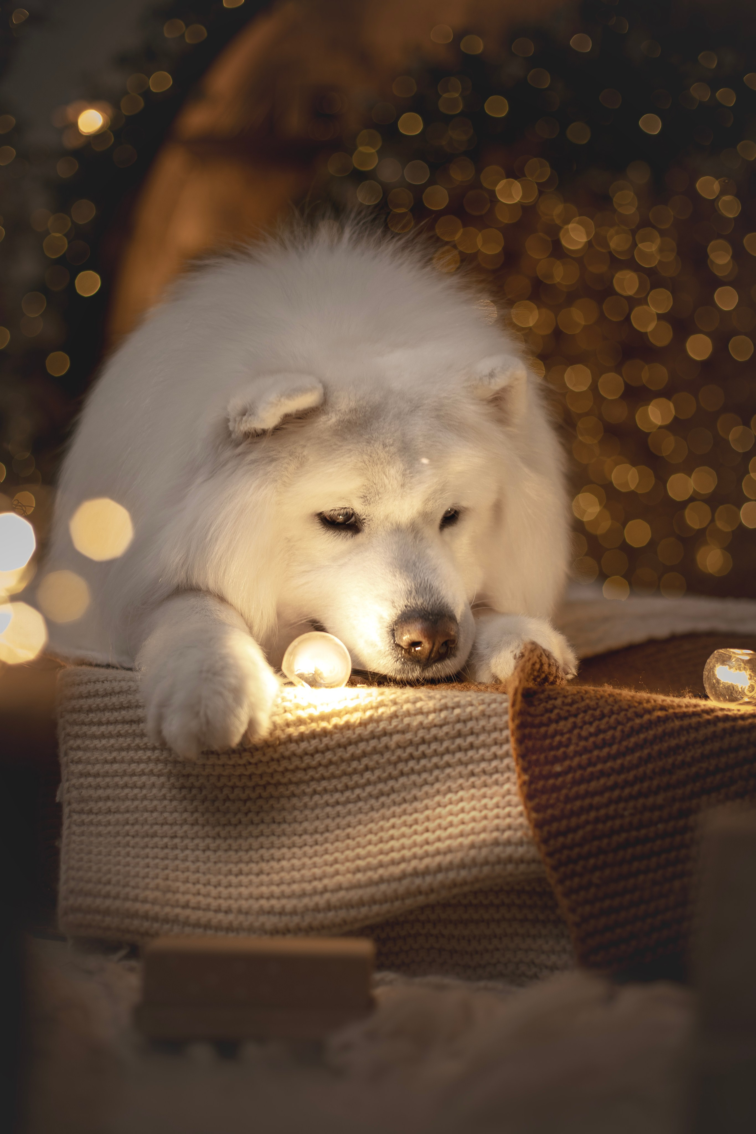 Пушистые самоедские драконы в студии. Фотограф анималист в Москве Майорова Евгения
