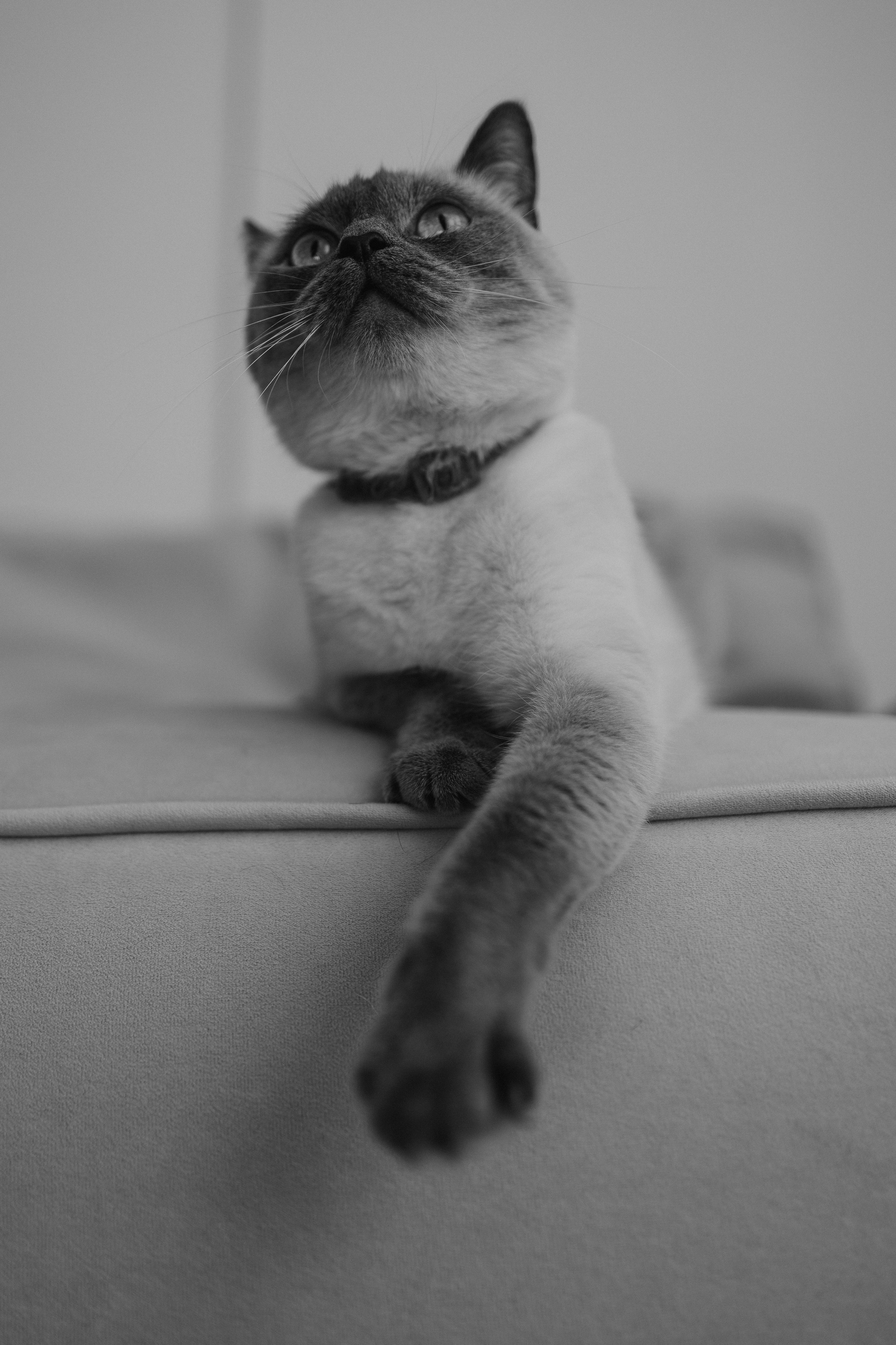 Бэлла, Деми и Луна. Фотораф — анималист Мария Шистка