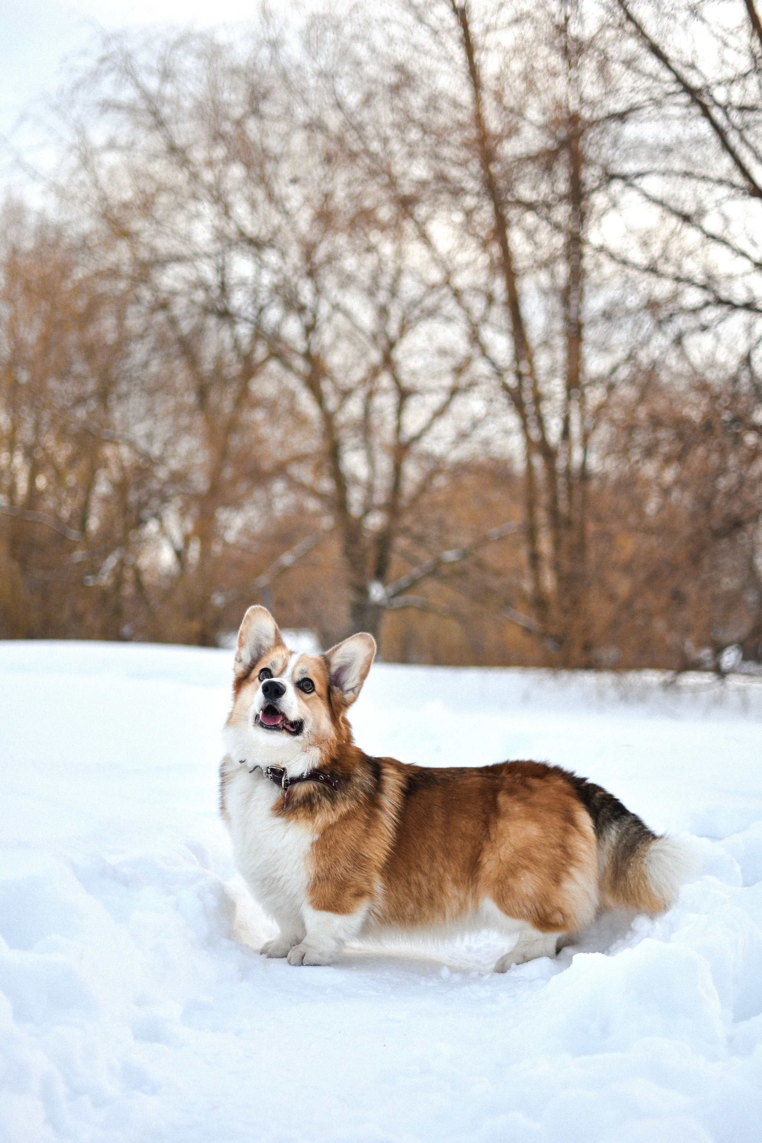 Алекс и Вера. Фотограф-анималист Ксения Шевцова|Москва