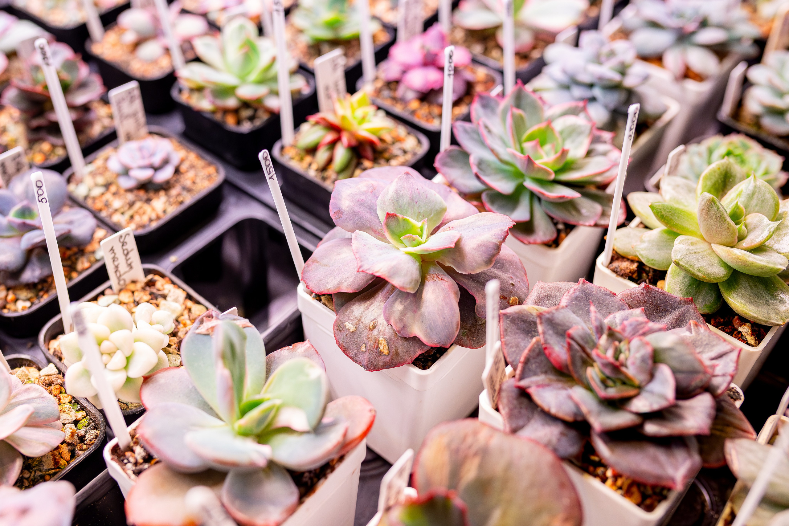 Growbox 1–2 марта. Александра Куликова фотограф, Москва