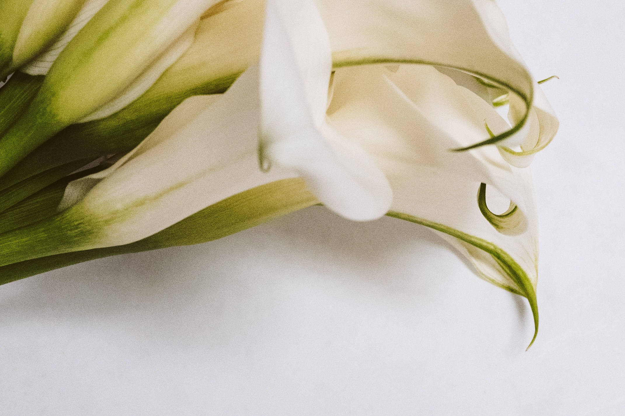 Загс и Дворец. Свадебный фотограф Курзина Ольга | Москва