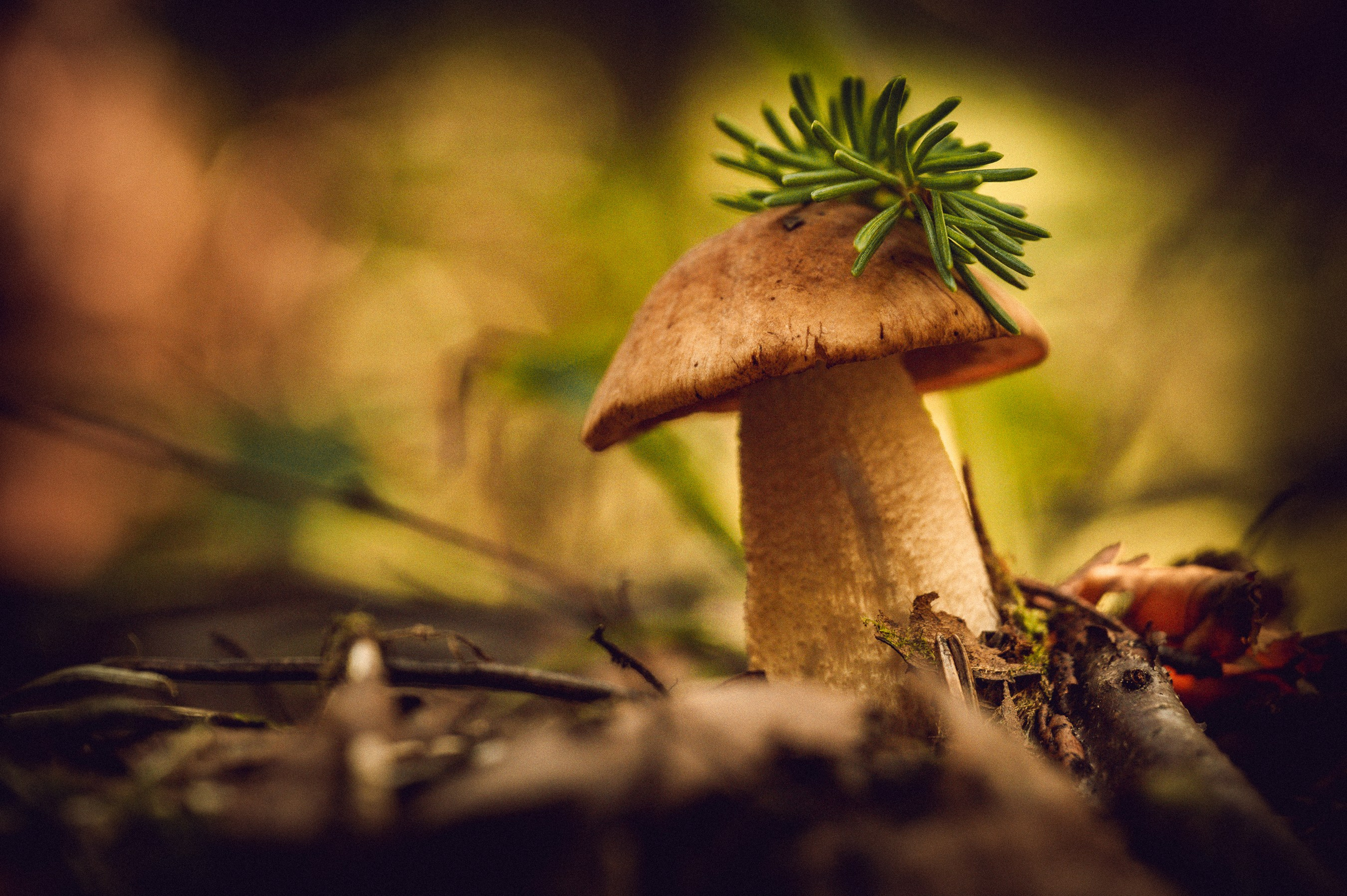 белый гриб с елочкой 