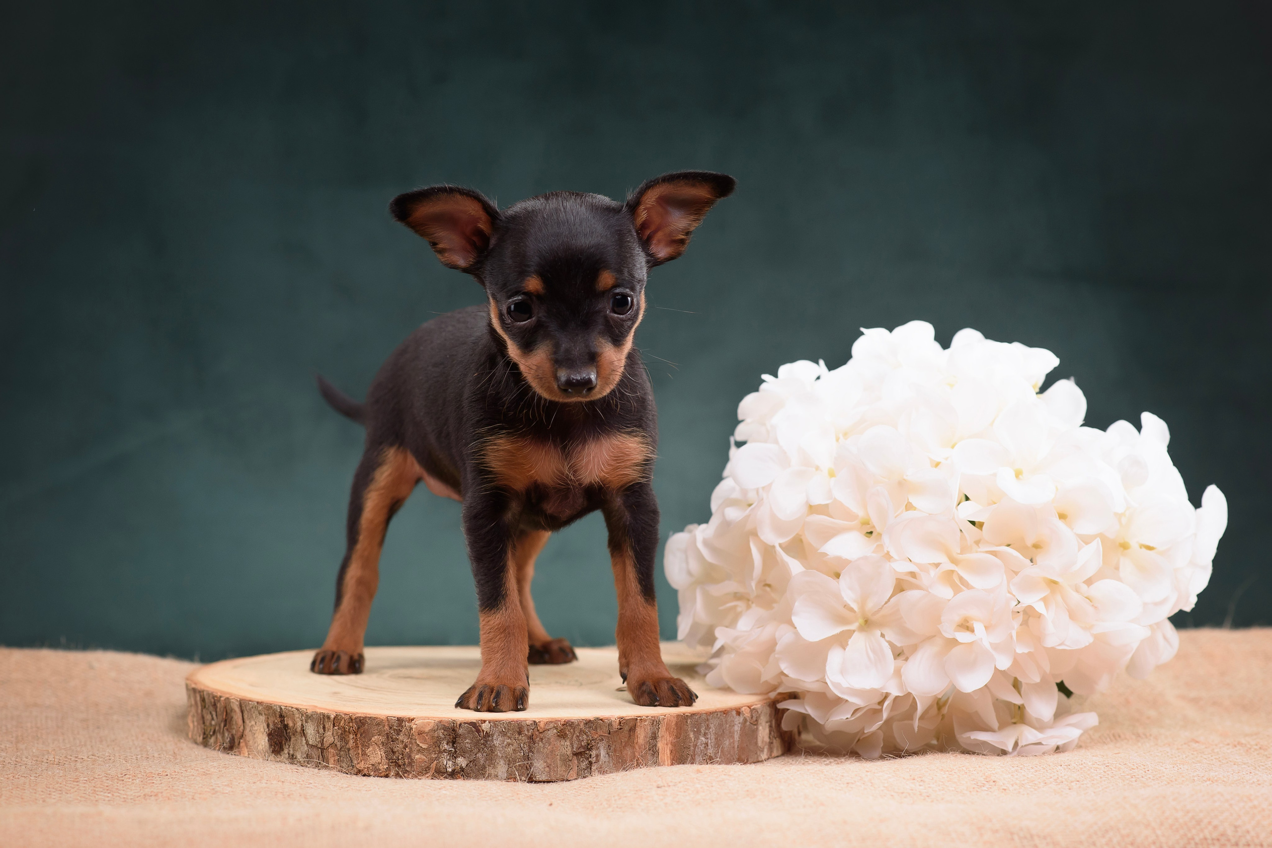 Щенки Пражского крысарика — 19.10.2025. Фотограф — Анималист | Анна Абрамова