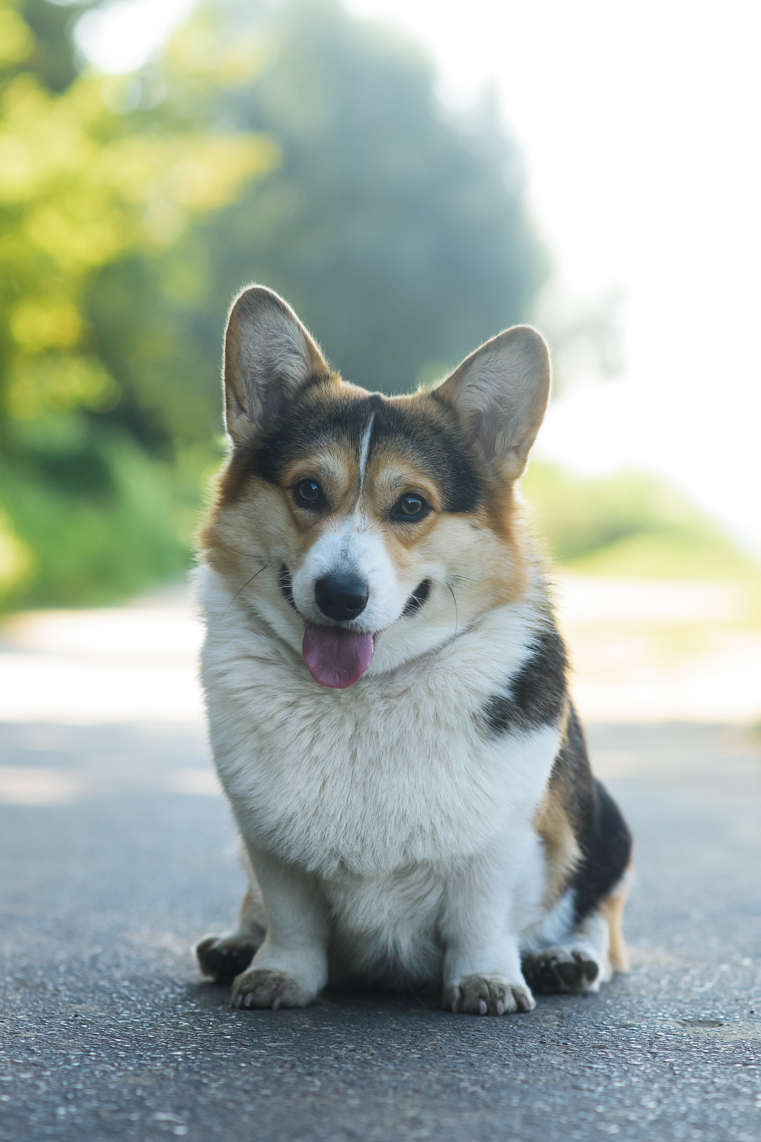 Майк и Лея — 29.08.2024. Фотограф — Анималист | Анна Абрамова