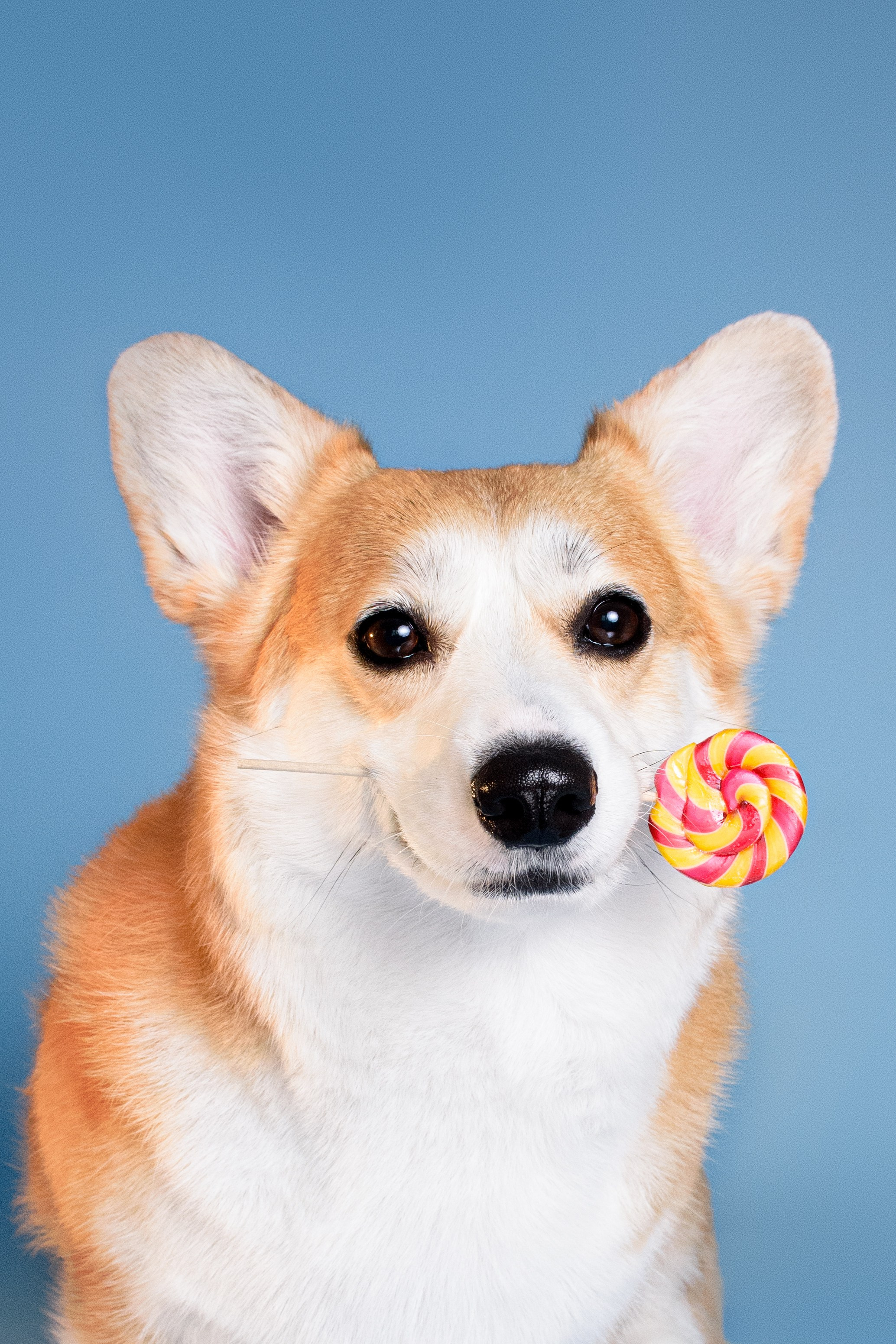 Лея съемка на однотонном фоне — 2024. Фотограф — Анималист | Анна Абрамова