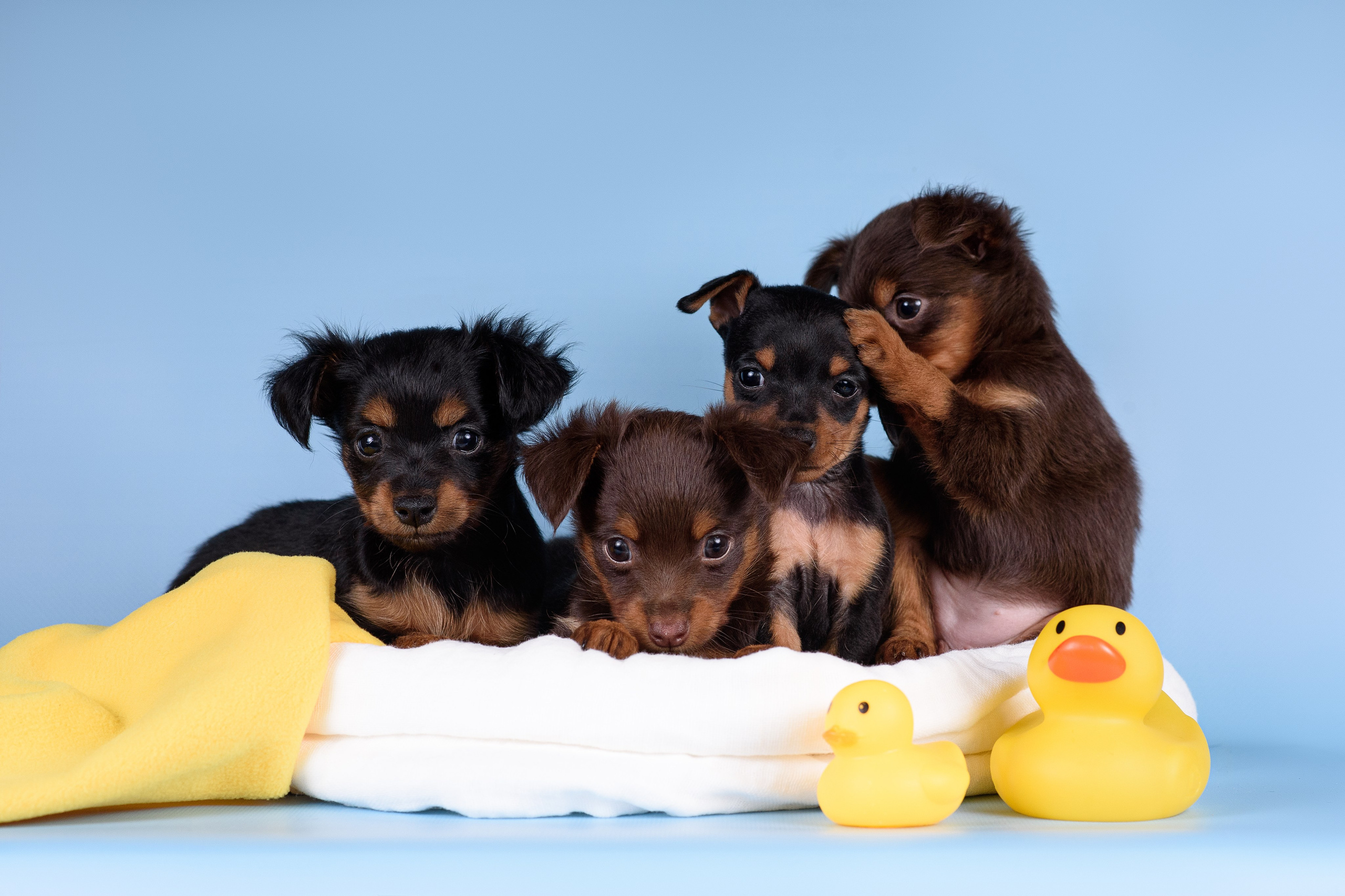 Щенки Пражских крысариков -13.04.2024. Фотограф — Анималист | Анна Абрамова