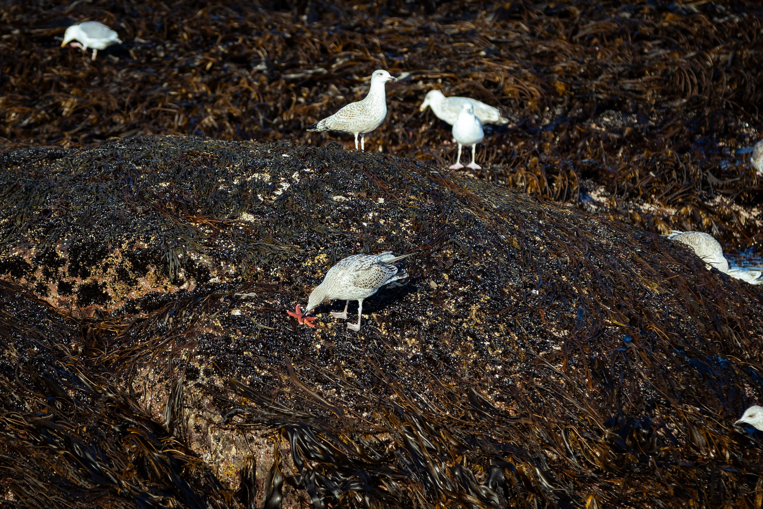 Кольский (осень 2025). Фотограф Виноградов Константин