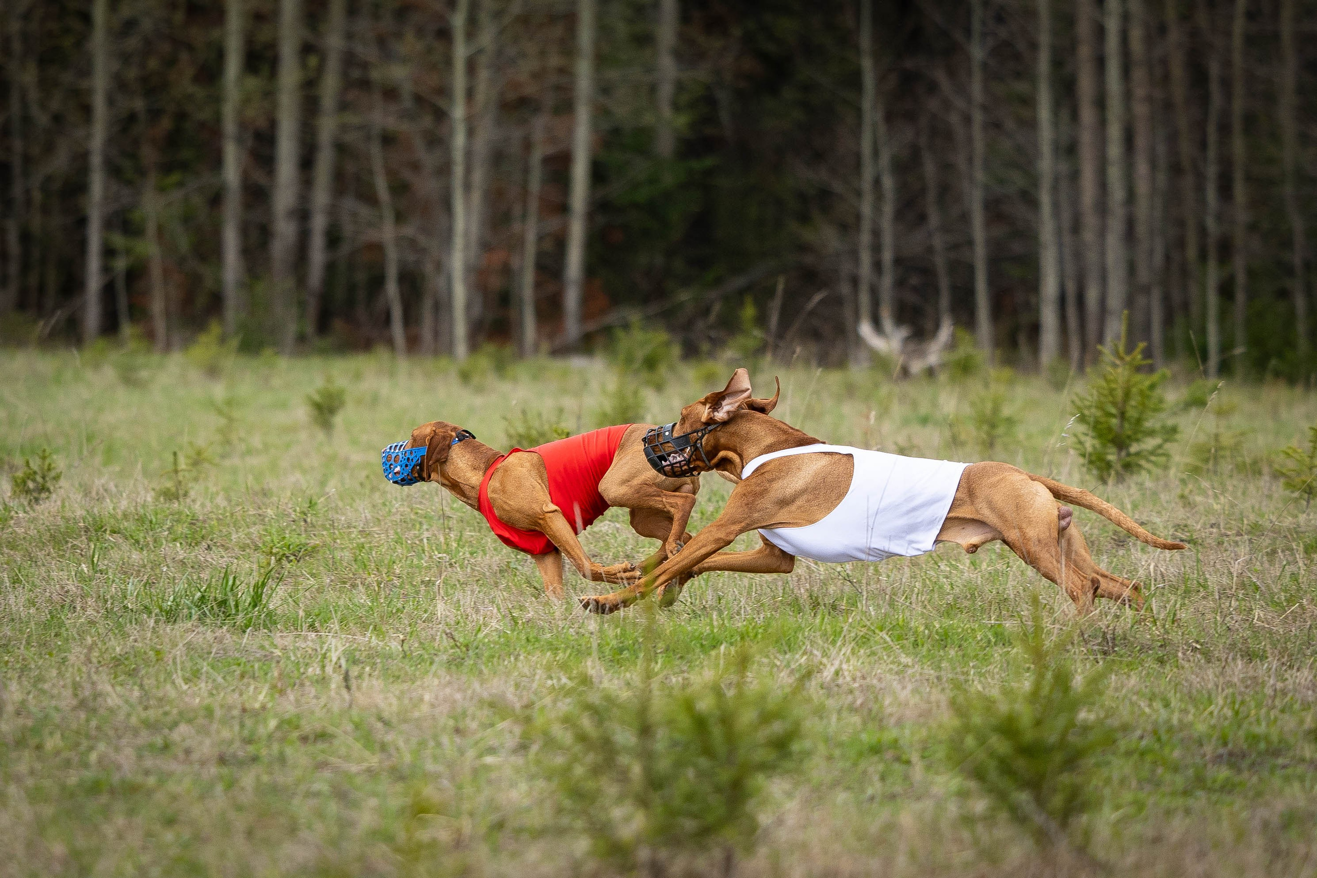 Курсинг. Фотограф Анималист в Перми Анастасия Остерман