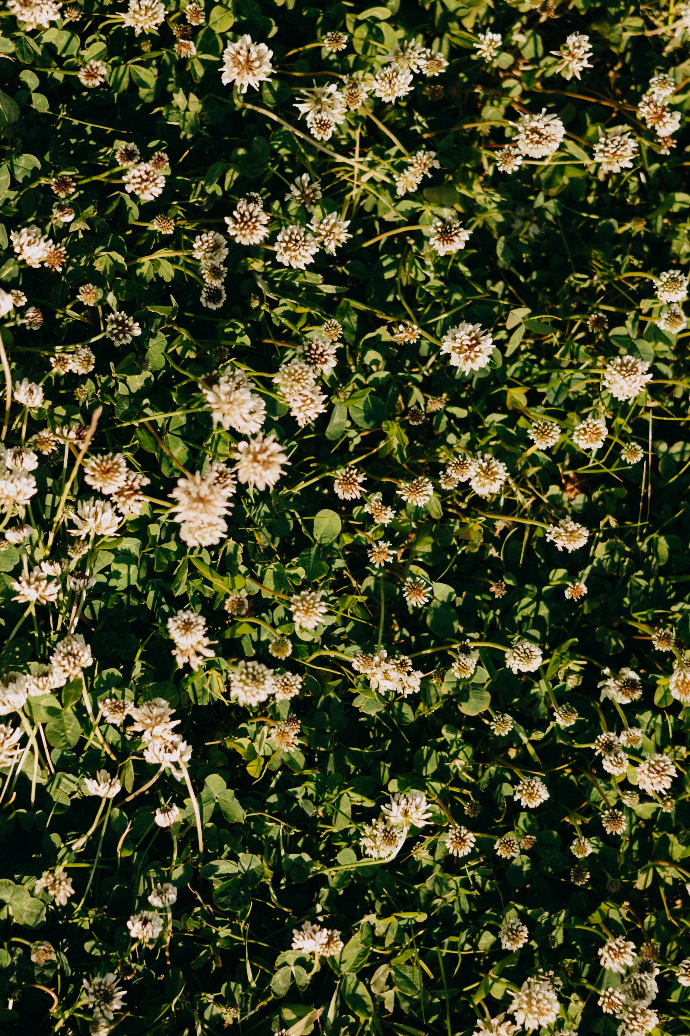 Станислав & Мария. ФОТОГРАФ РОЗА ФИЛИНА СПб I МОСКВА