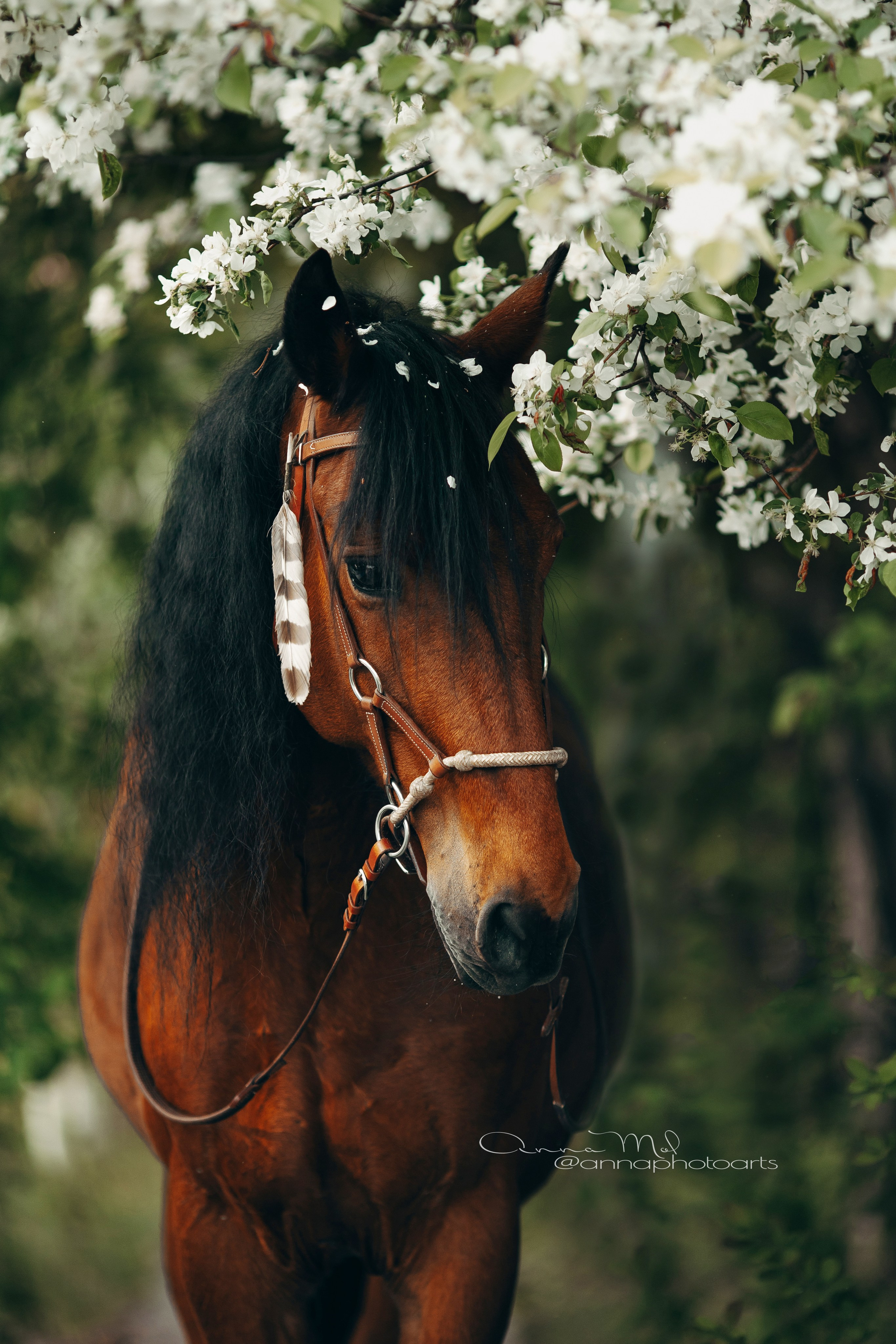Съемка для лошадей. Анна Молчанова конный фотограф в Тюмени | фотосессии с лошадьми Тюмень