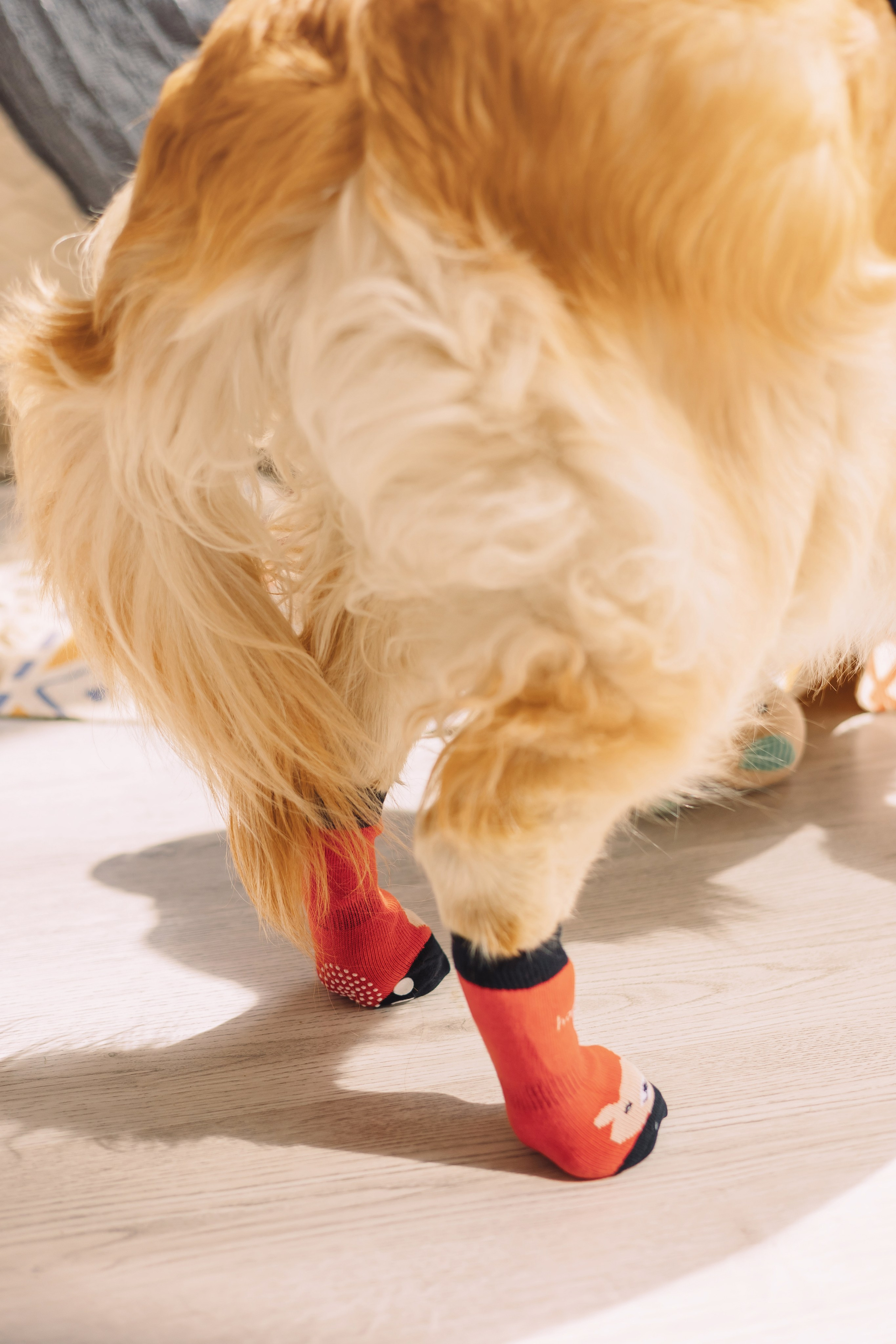 Магазин Friend of mine. Фотограф-анималист Елена Радченко, Москва