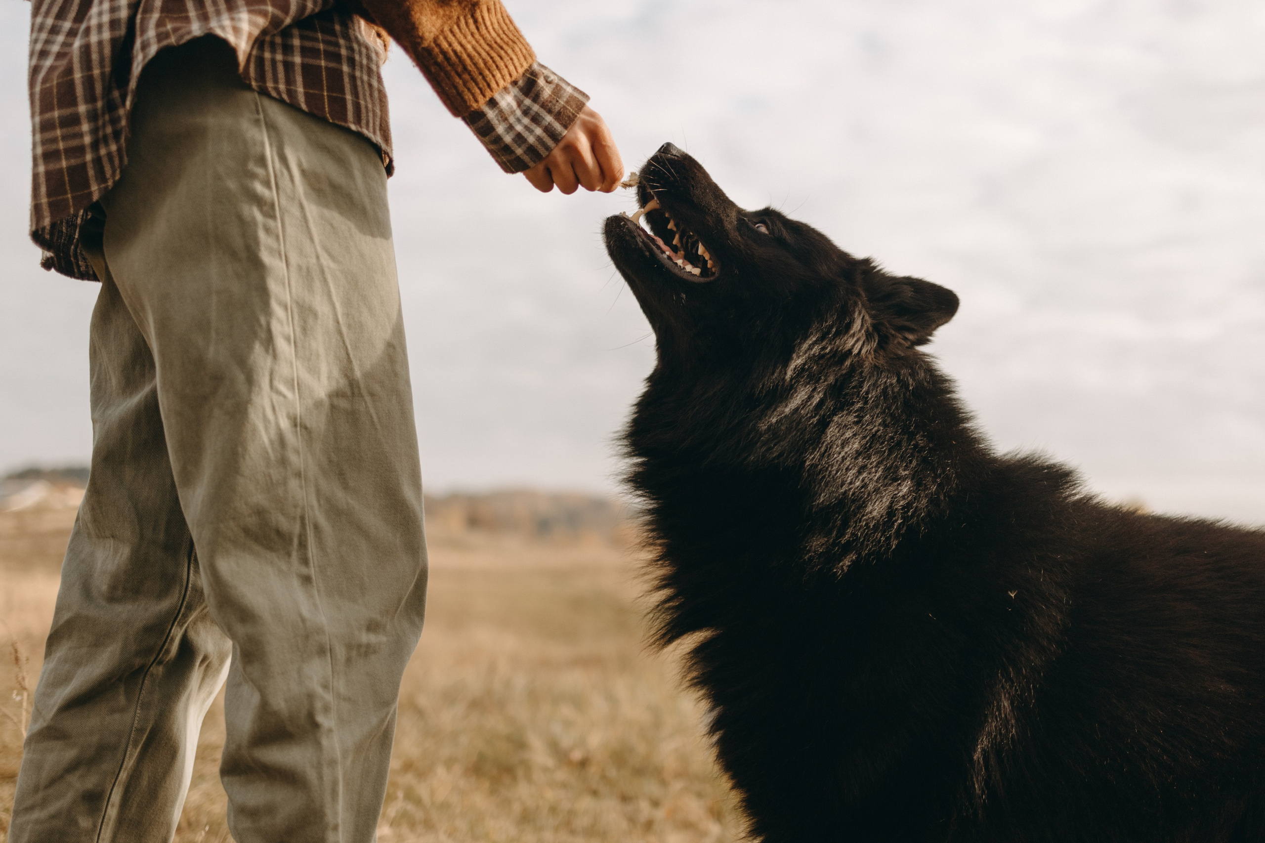 Лора и Джанго. Фотограф — Анималист | Санкт-Петербург