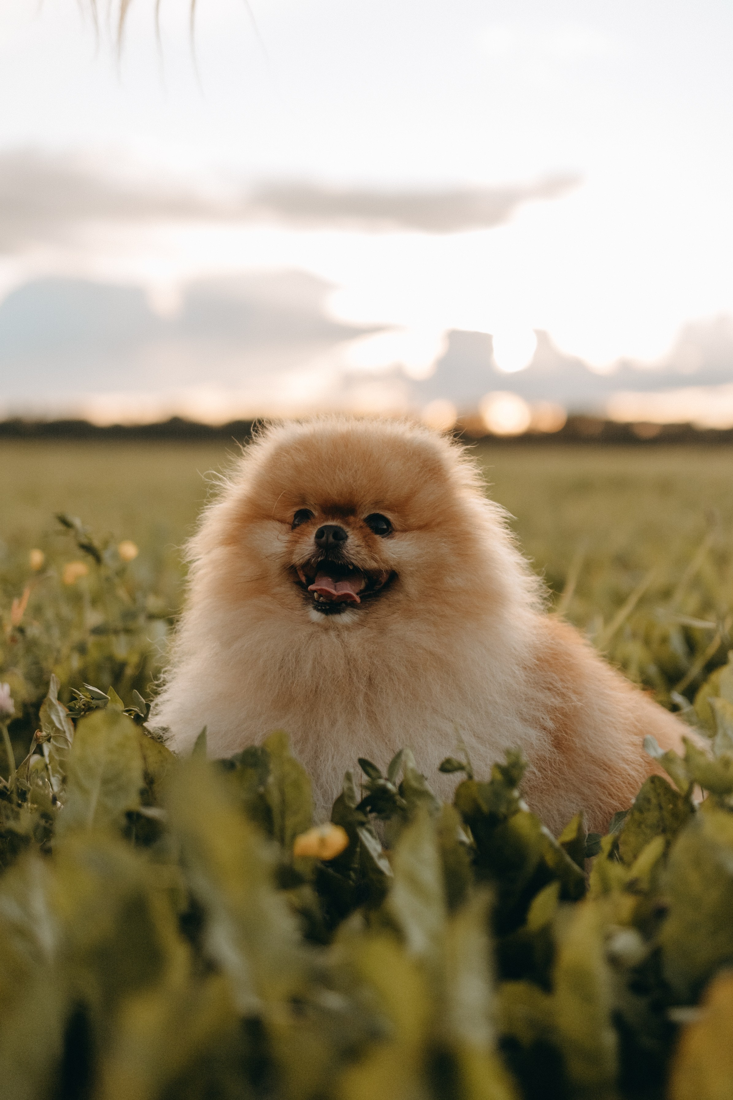 Стив и его семья. Фотограф — Анималист | Санкт-Петербург